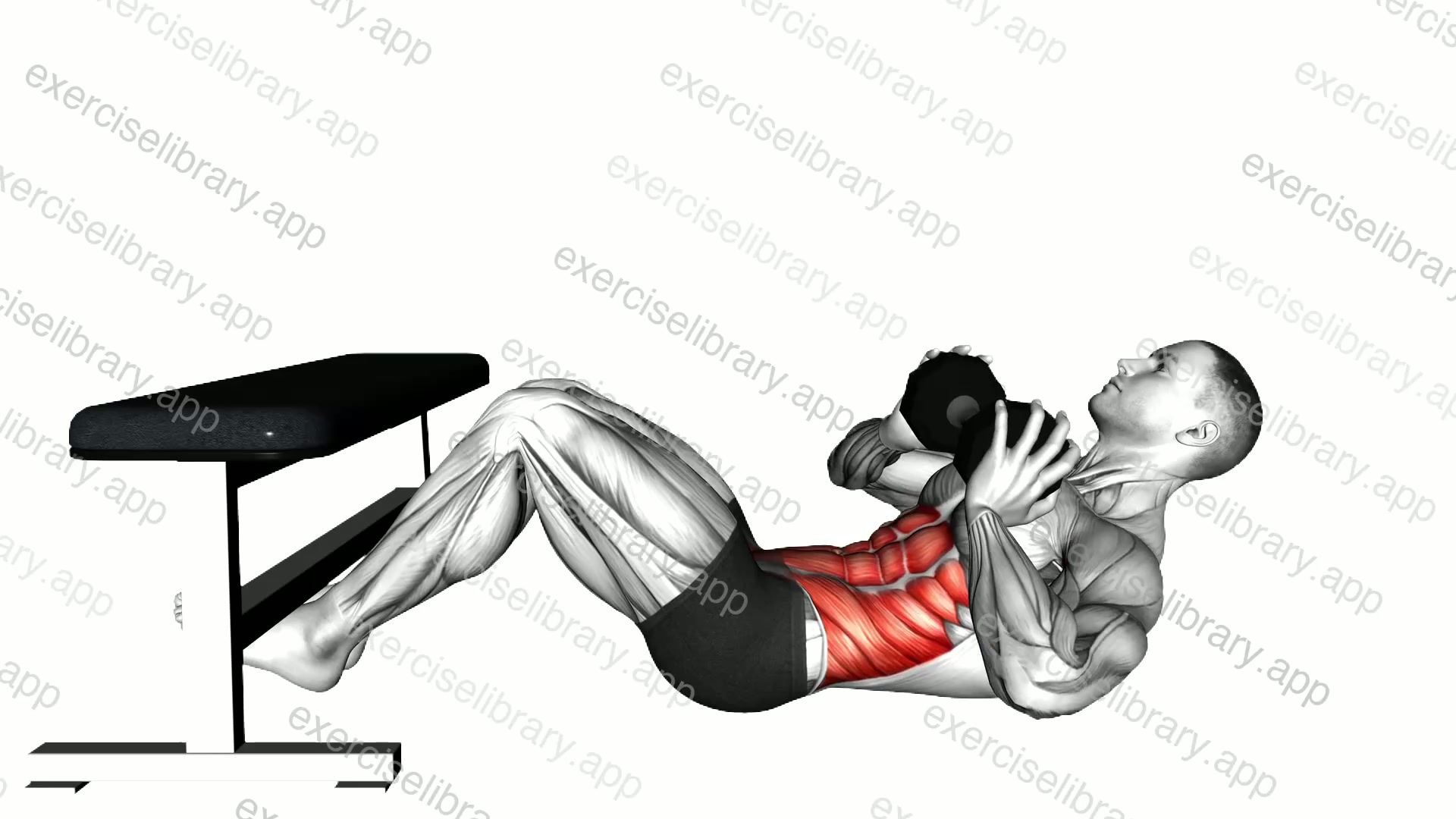 Dumbbell Twisting Crunch with Legs Supported demonstration