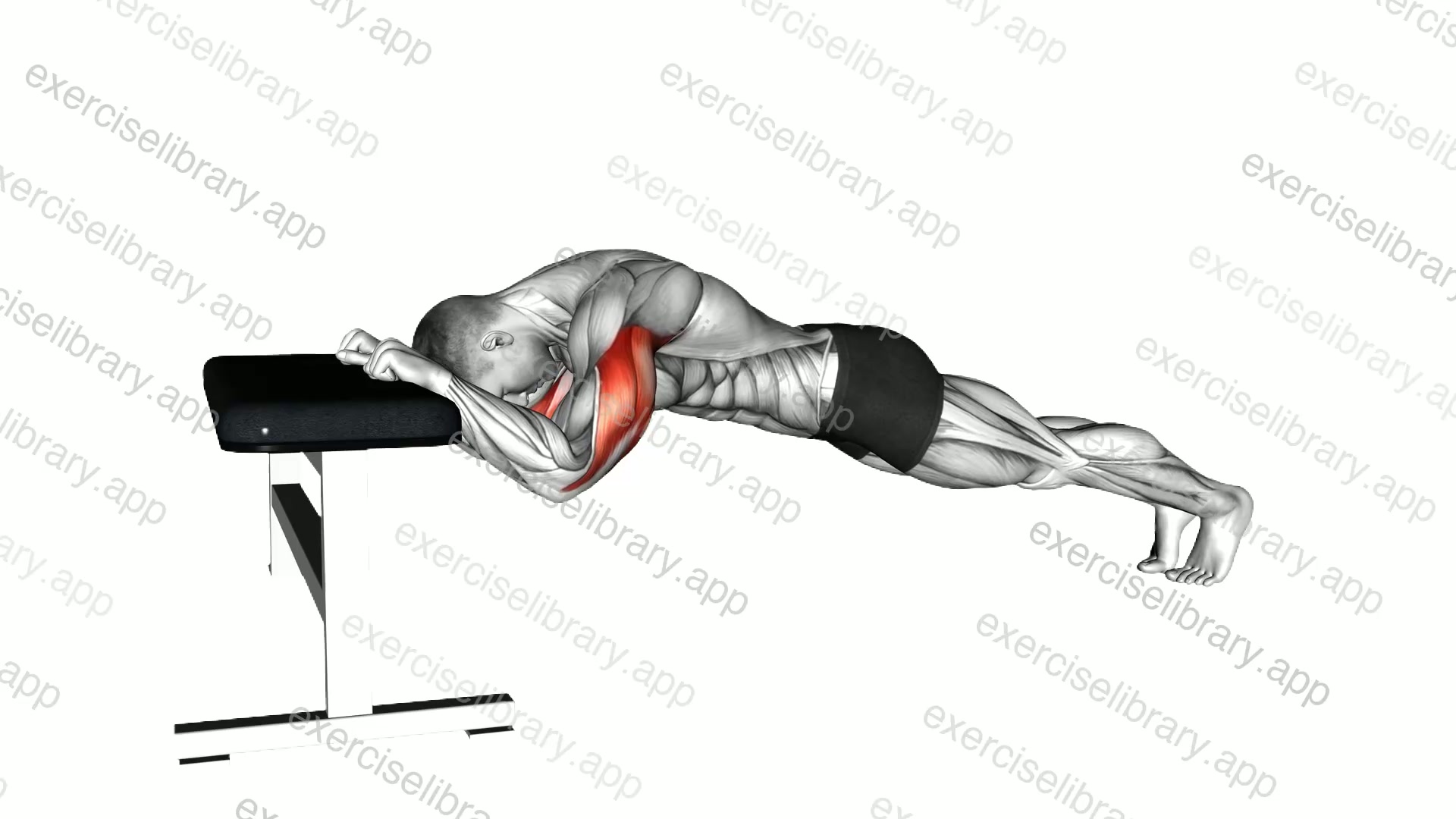 Triceps Press Bench Supported demonstration