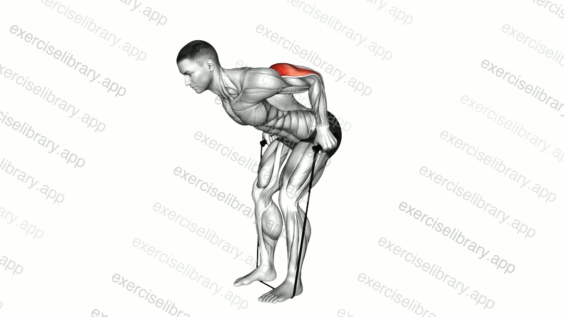Band Triceps Neutral grip Kickback demonstration