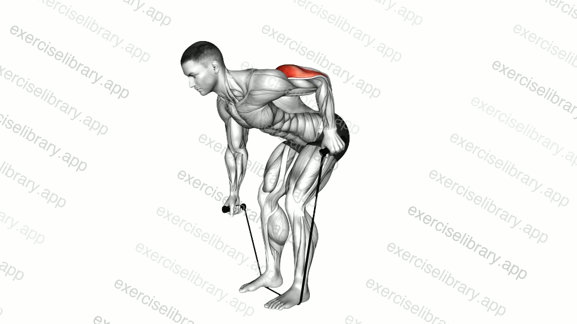 Band Bent over One Arm Neutral grip Kickback demonstration