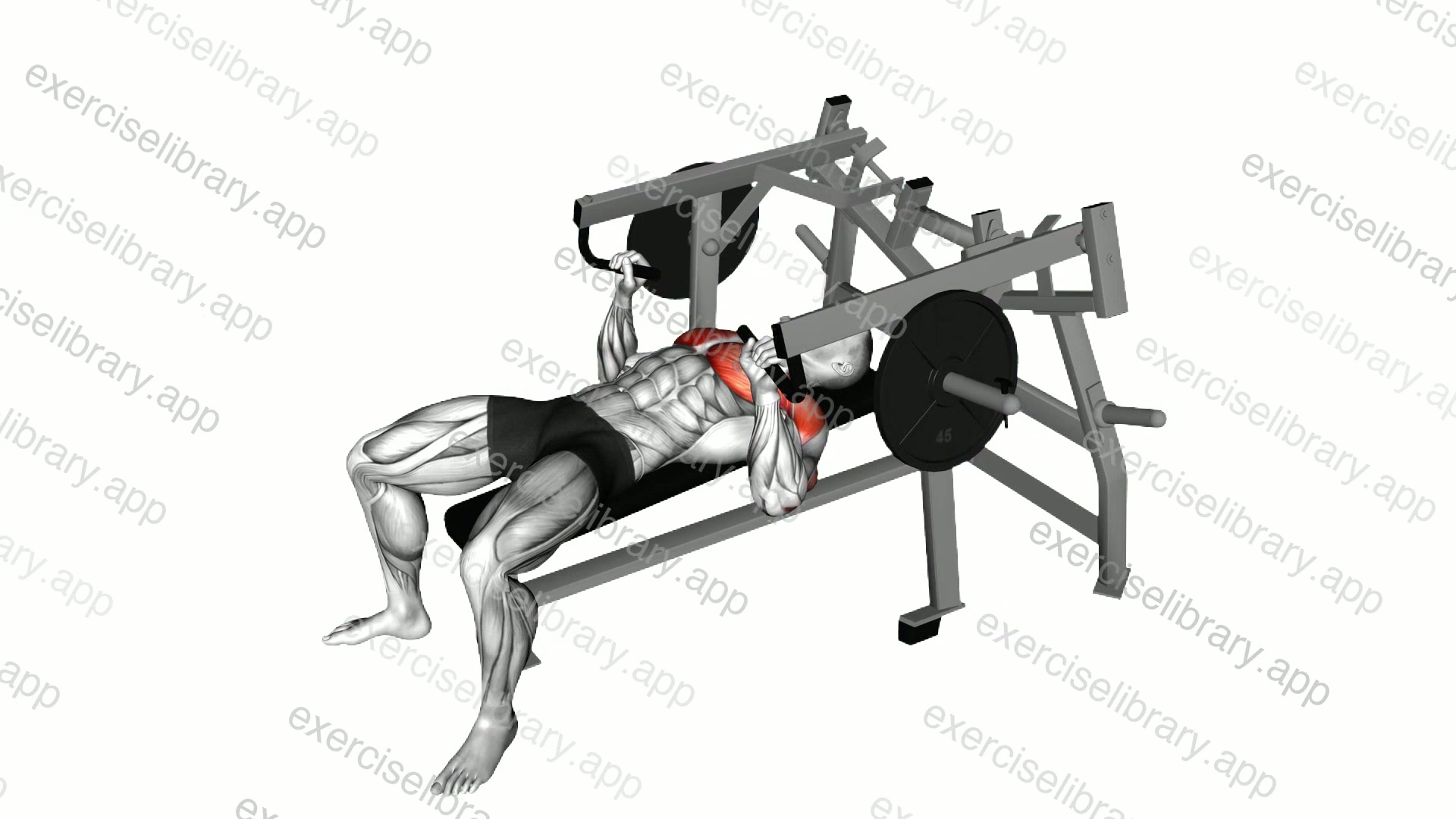 Lever Lying Chest Press demonstration