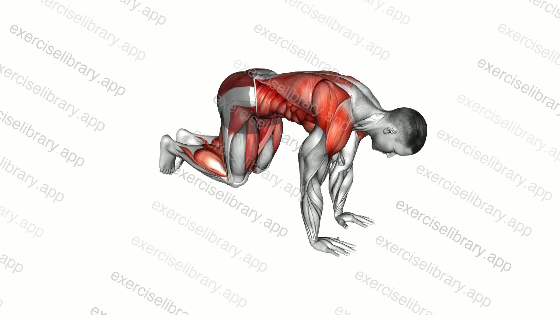 Plank 4 Point Hops demonstration