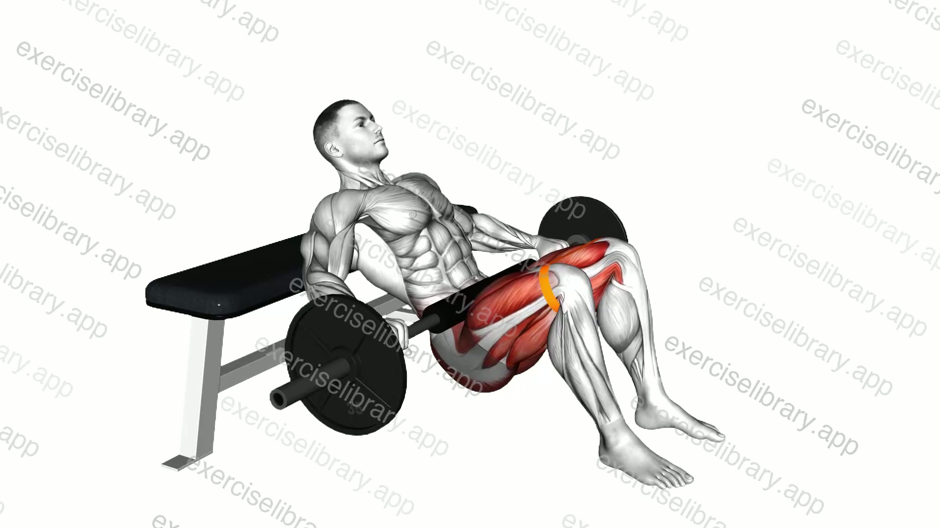 Barbell Banded Hip Thrust demonstration