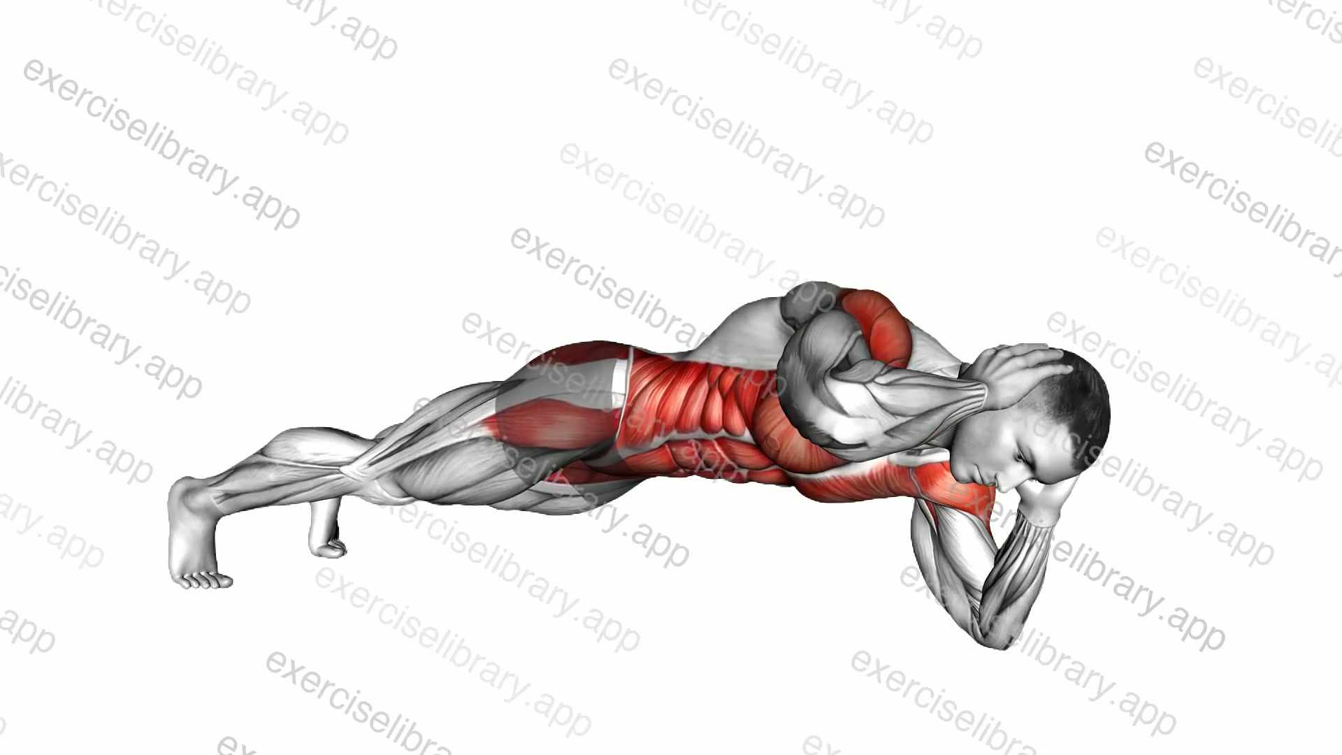 Torso Twist in Plank on Elbows Position demonstration