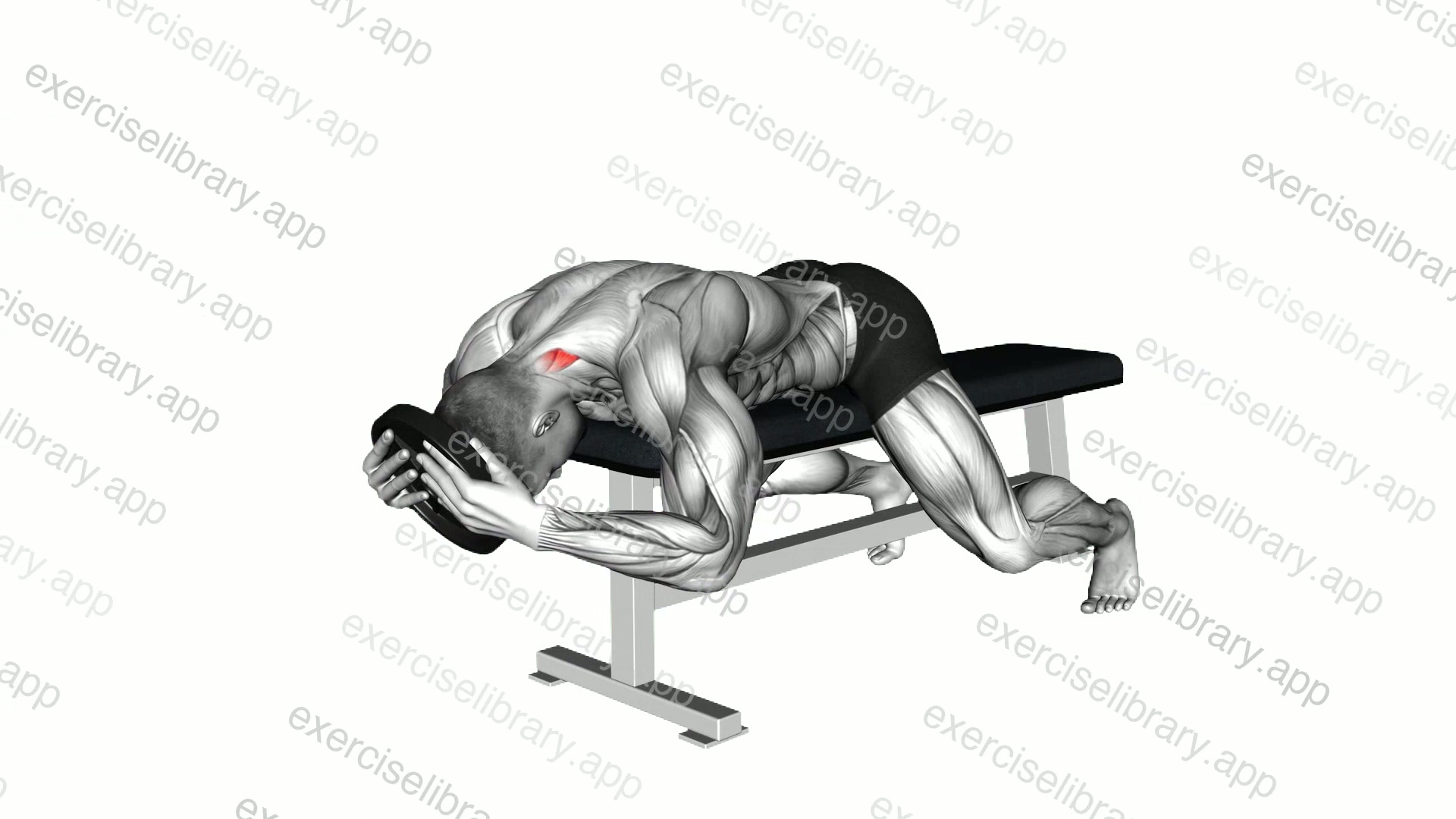 Weighted Lying Neck Extension demonstration