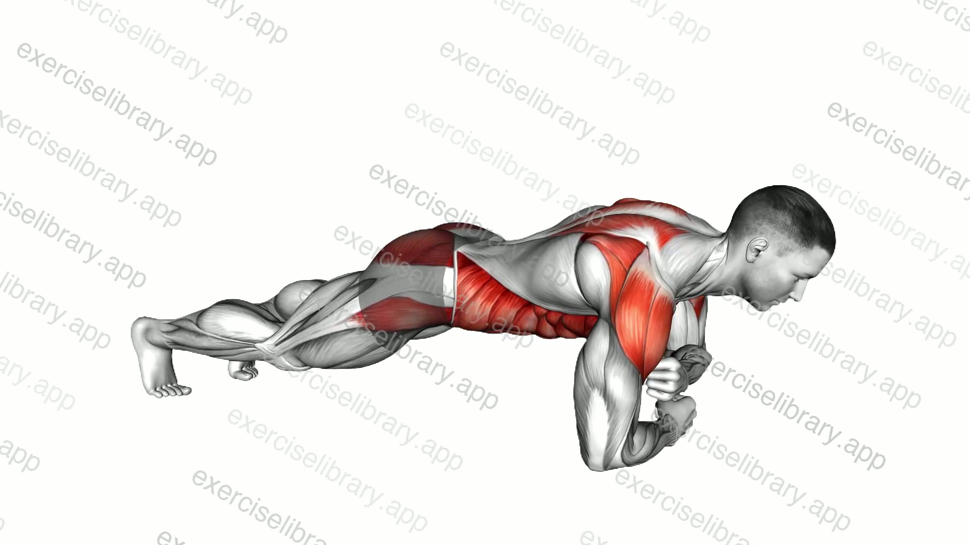 Plank Forearms Walk demonstration