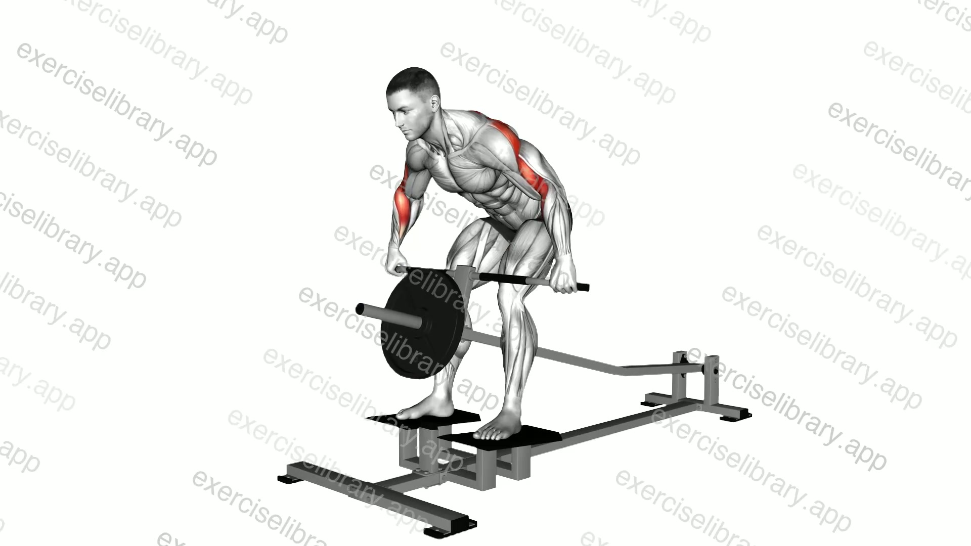 Lever T-Bar Wide Grip Delt Row demonstration