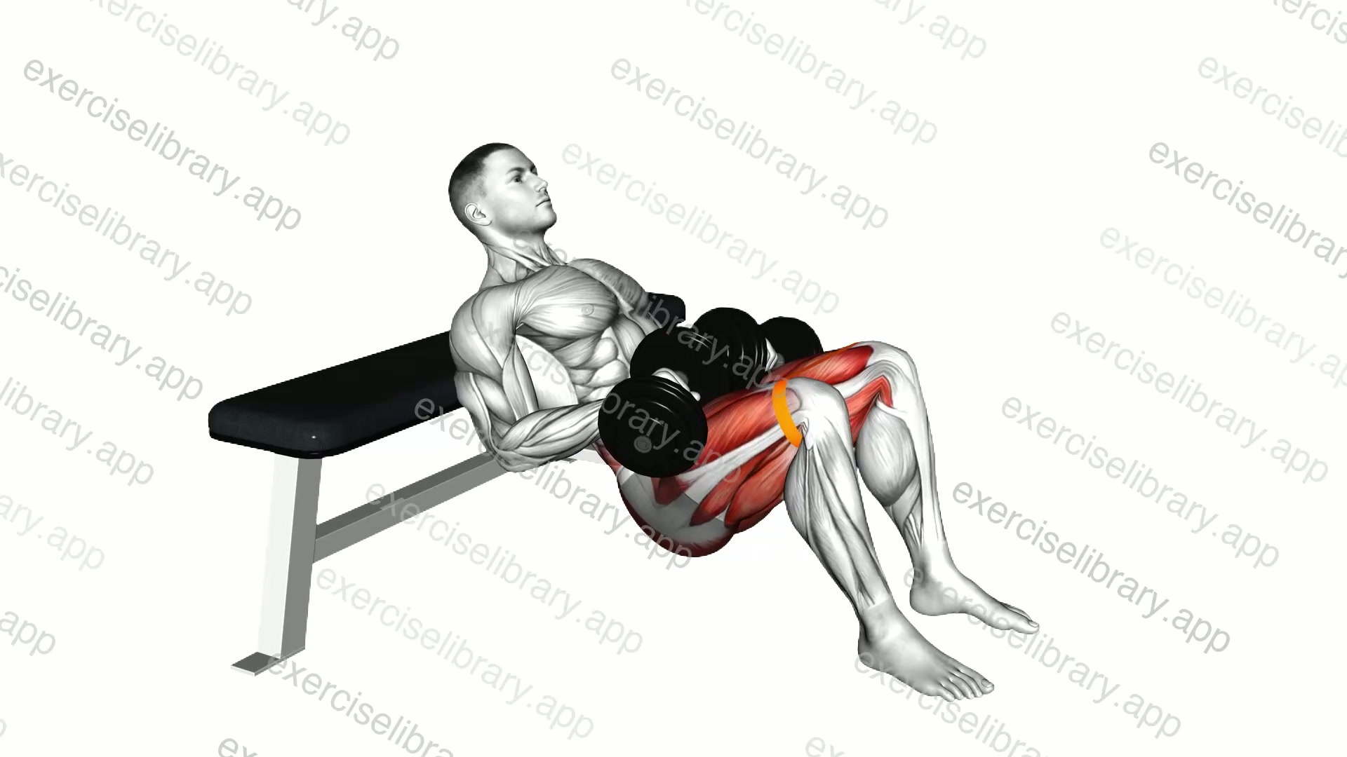 Dumbbell Banded Hip Thrust demonstration