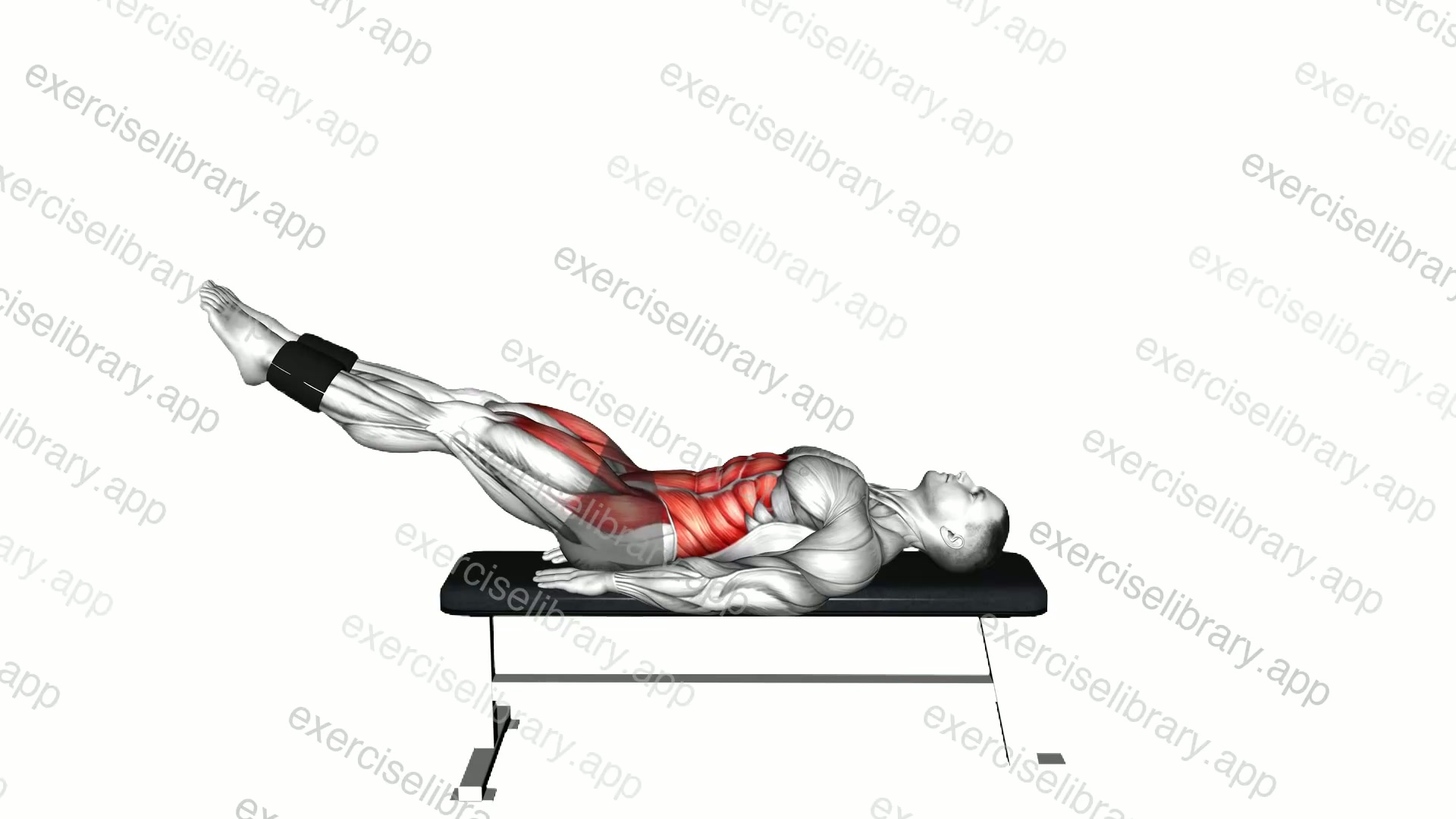 Weighted Lying Leg Raise Flat Bench demonstration