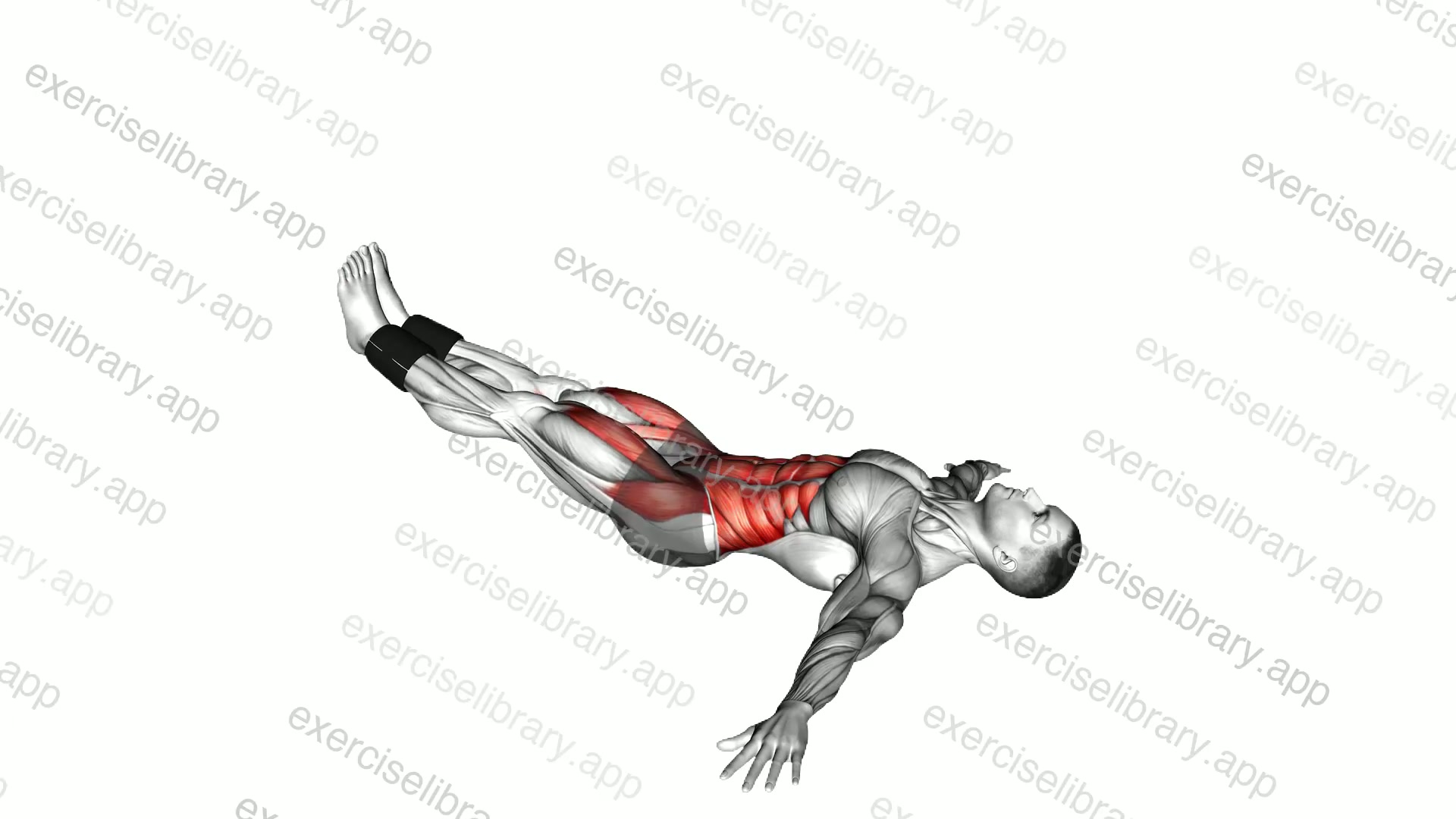 Weighted Lying Leg Raise demonstration