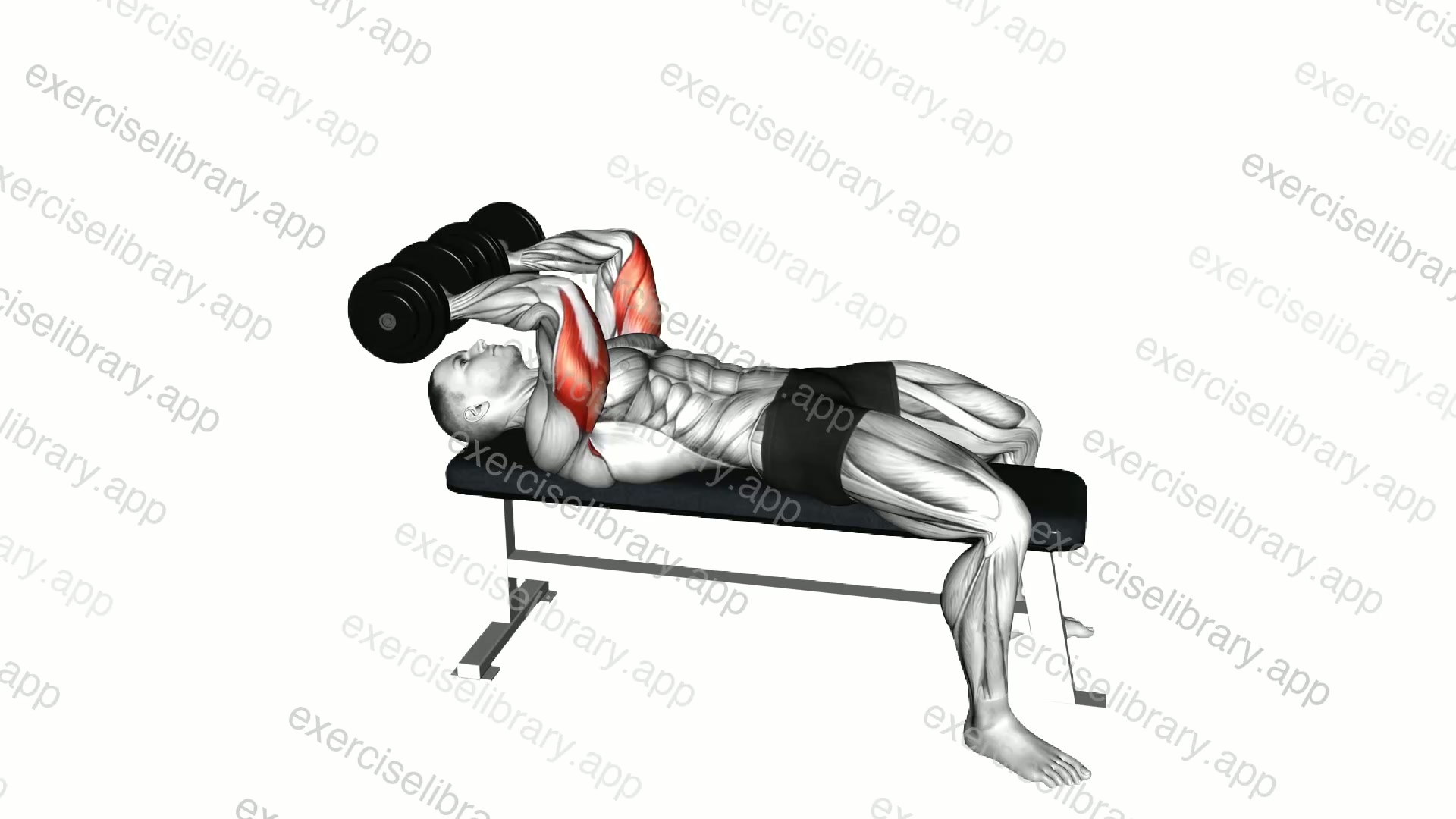 Dumbbell Lying Triceps Extension Skull Crusher demonstration