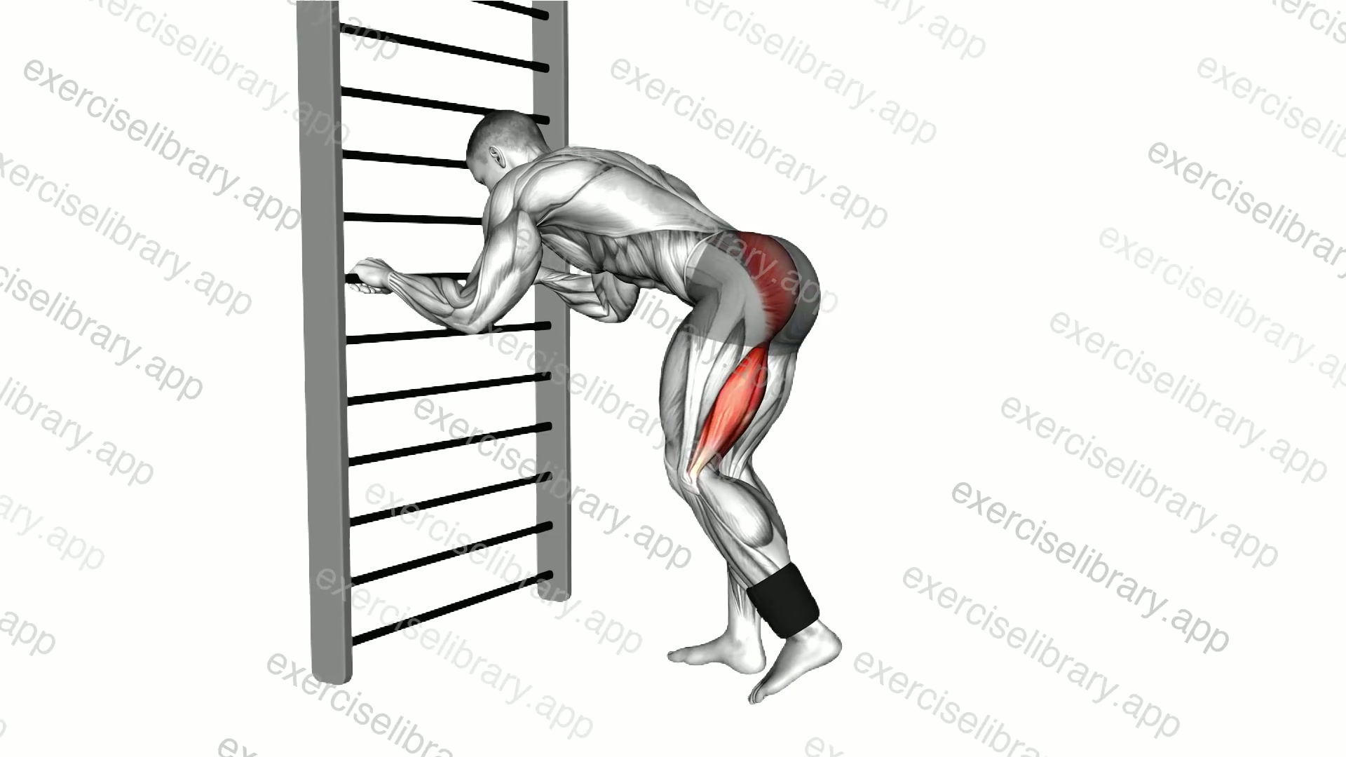 Weighted Donkey Kickback demonstration