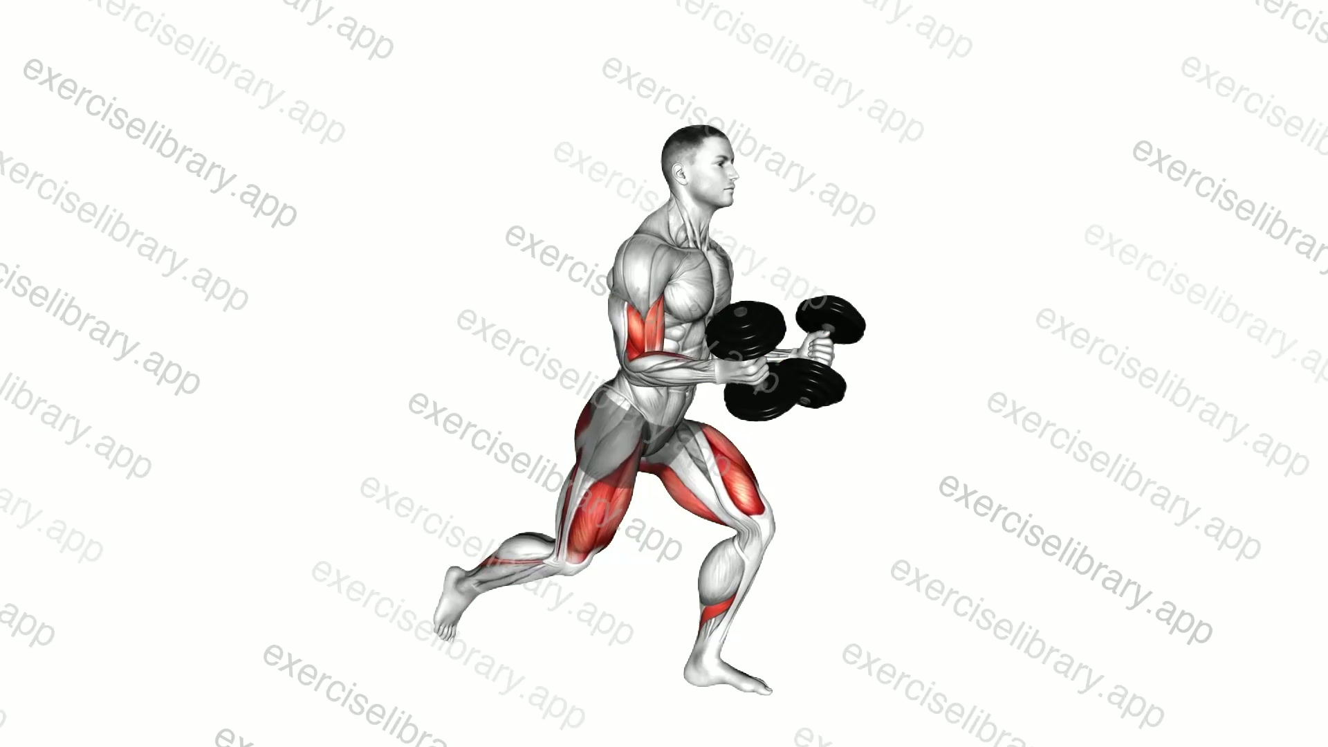 Dumbbell Rear Lunge Biceps Curl demonstration