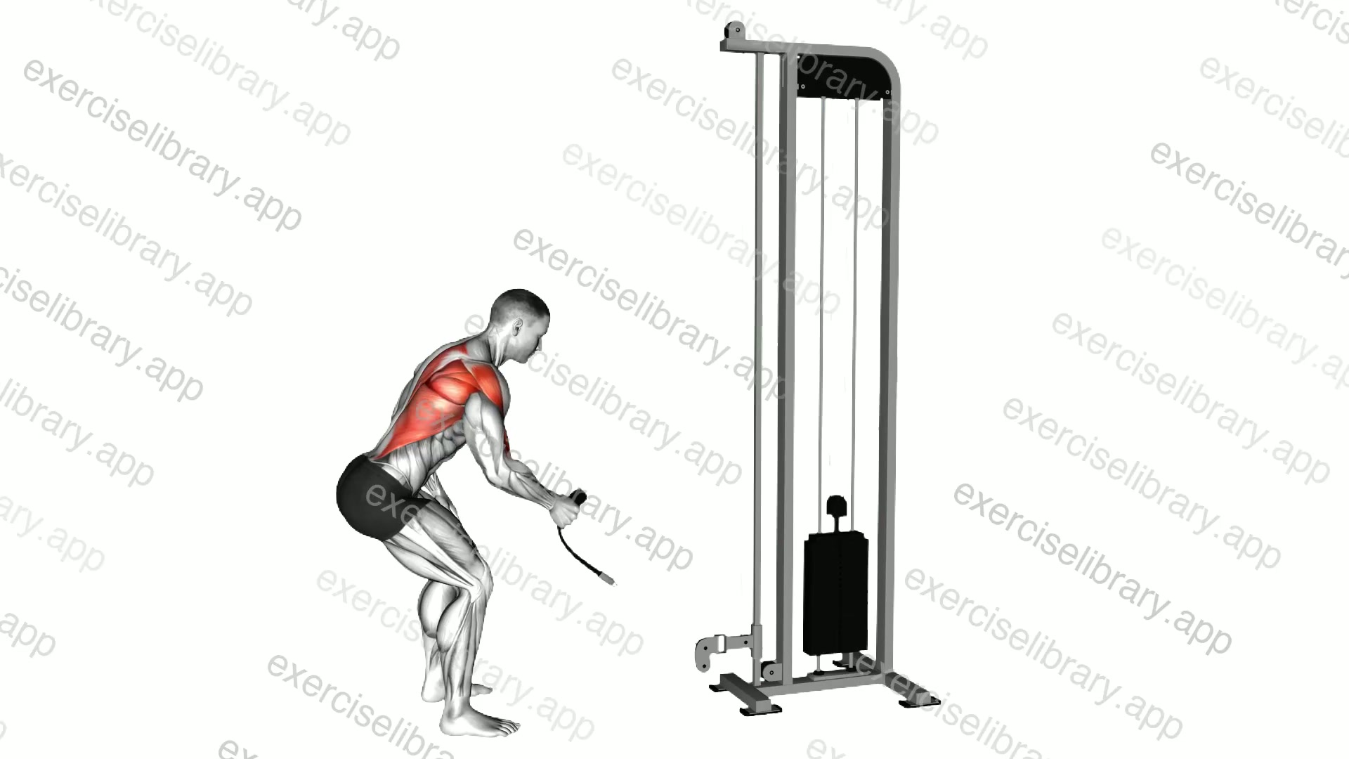 Cable Single Arm Low Row with Rope Attachment demonstration