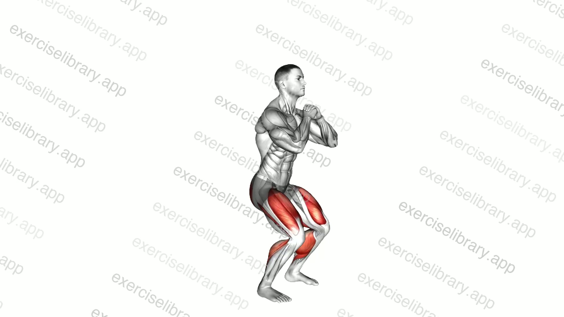 Bodyweight Calf Raise and Front Squat demonstration