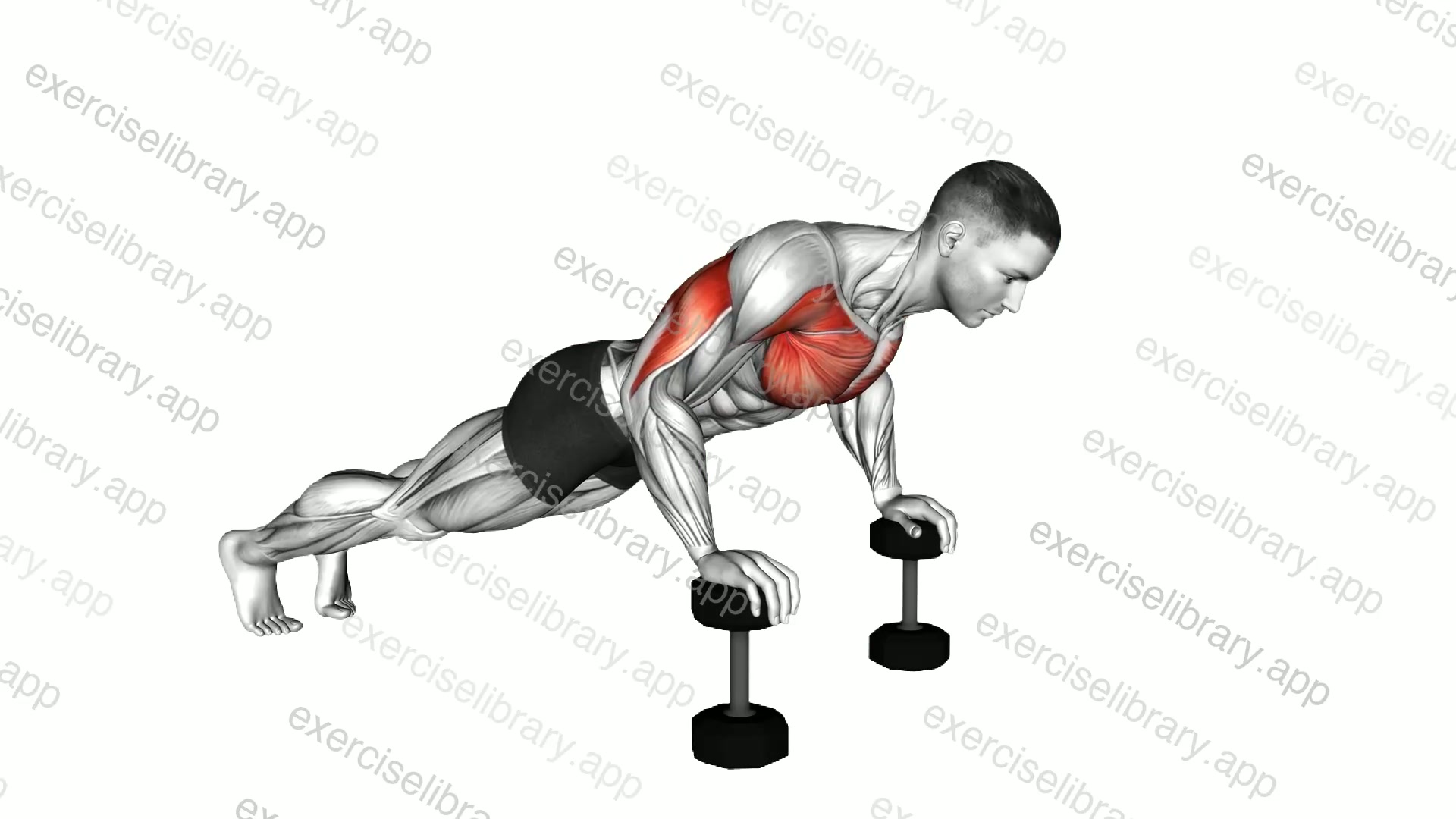 Deep Push-up between Dumbbells demonstration