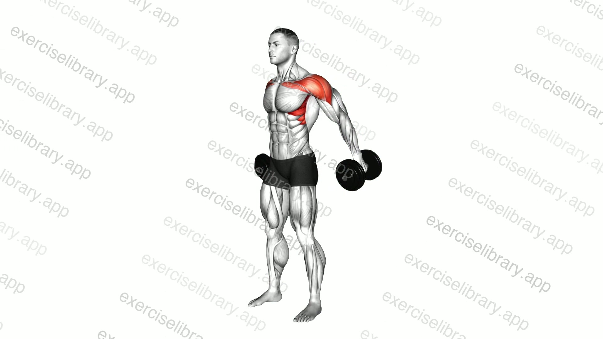 Dumbbell Lateral Raise from Back demonstration