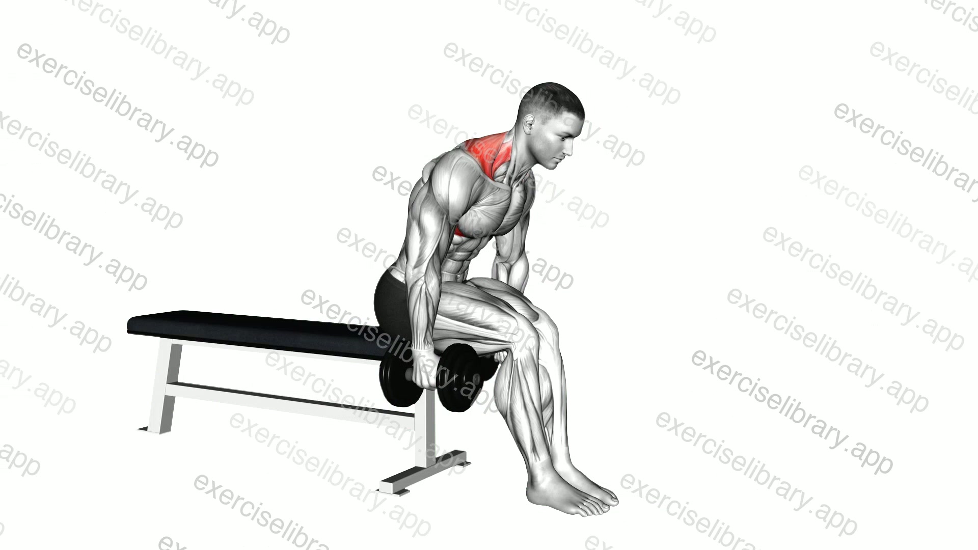 Dumbbell Leaning Forward Shrug demonstration