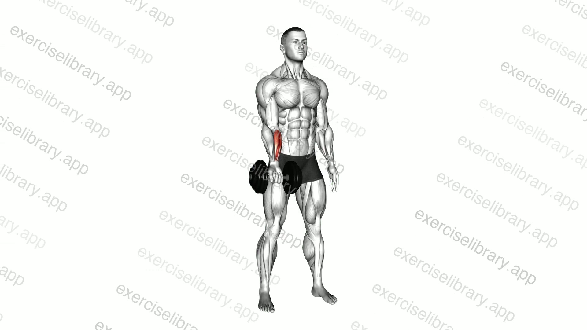 Dumbbell Single Arm Wrist Curl demonstration