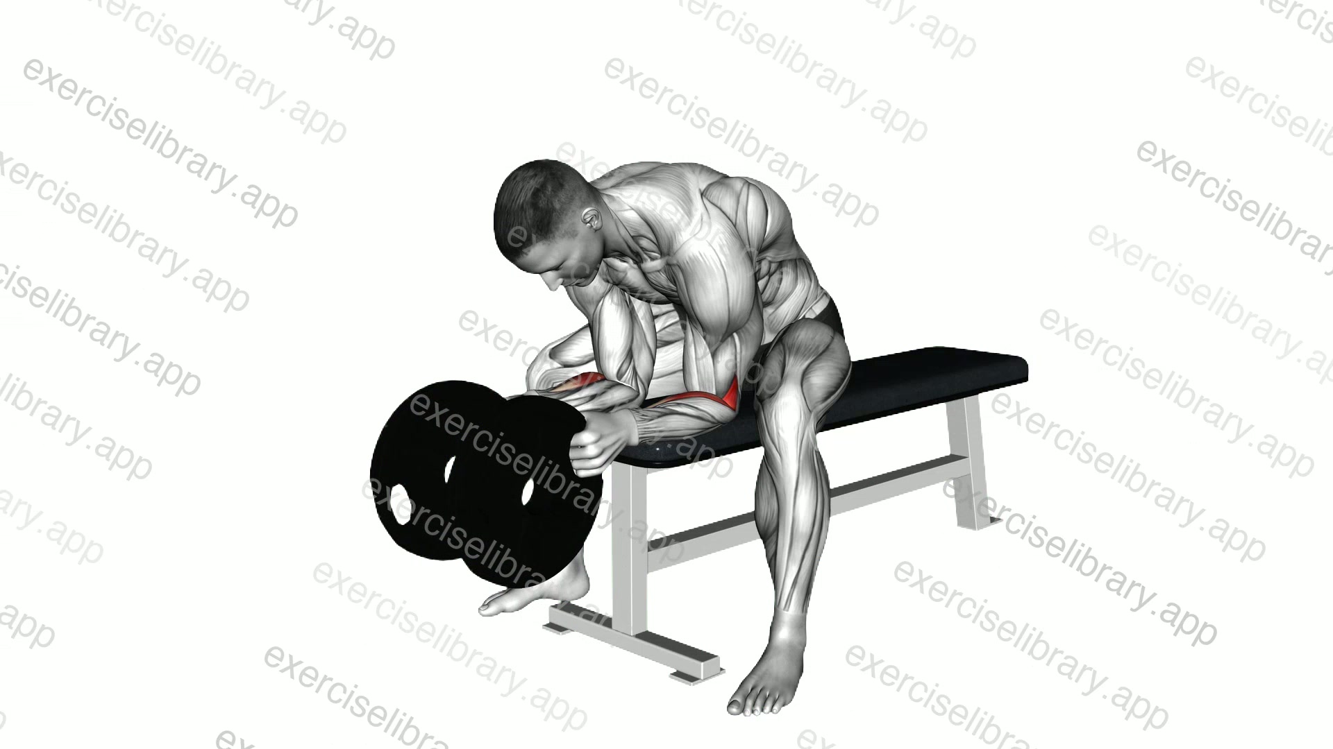 Weighted Plate Seated Neutral grip Wrist Curl demonstration