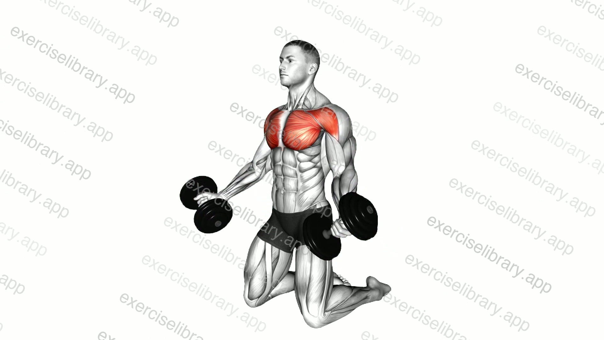 Dumbbell Kneeling Low Fly demonstration