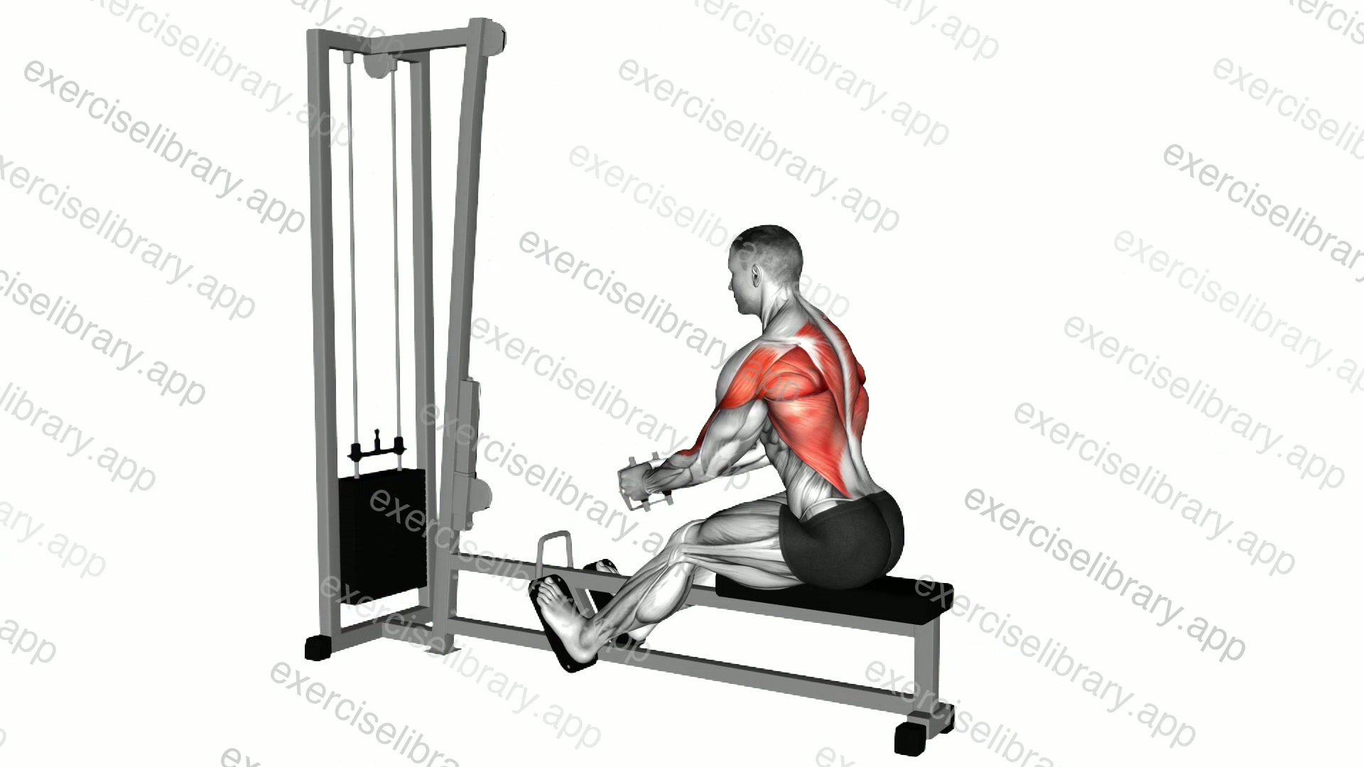 Cable Elevated Row demonstration