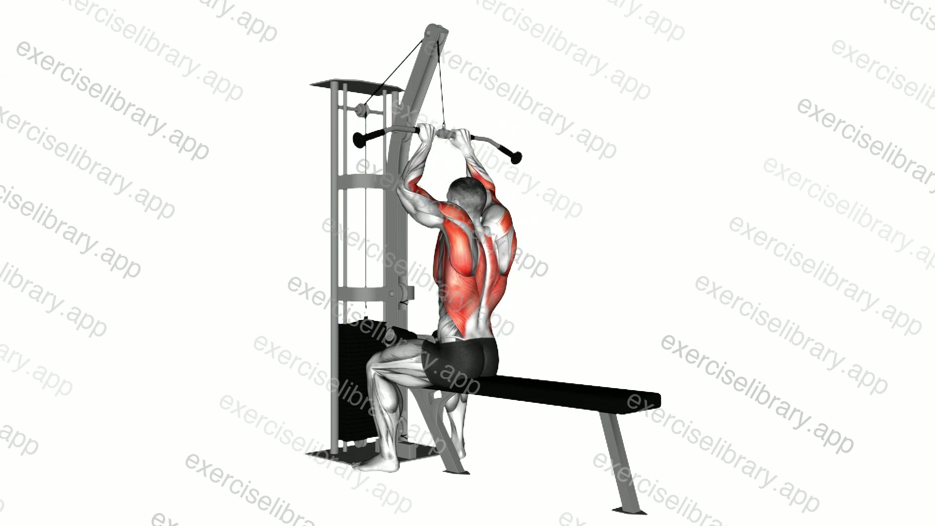 Cable Close Grip Front Lat Pulldown demonstration