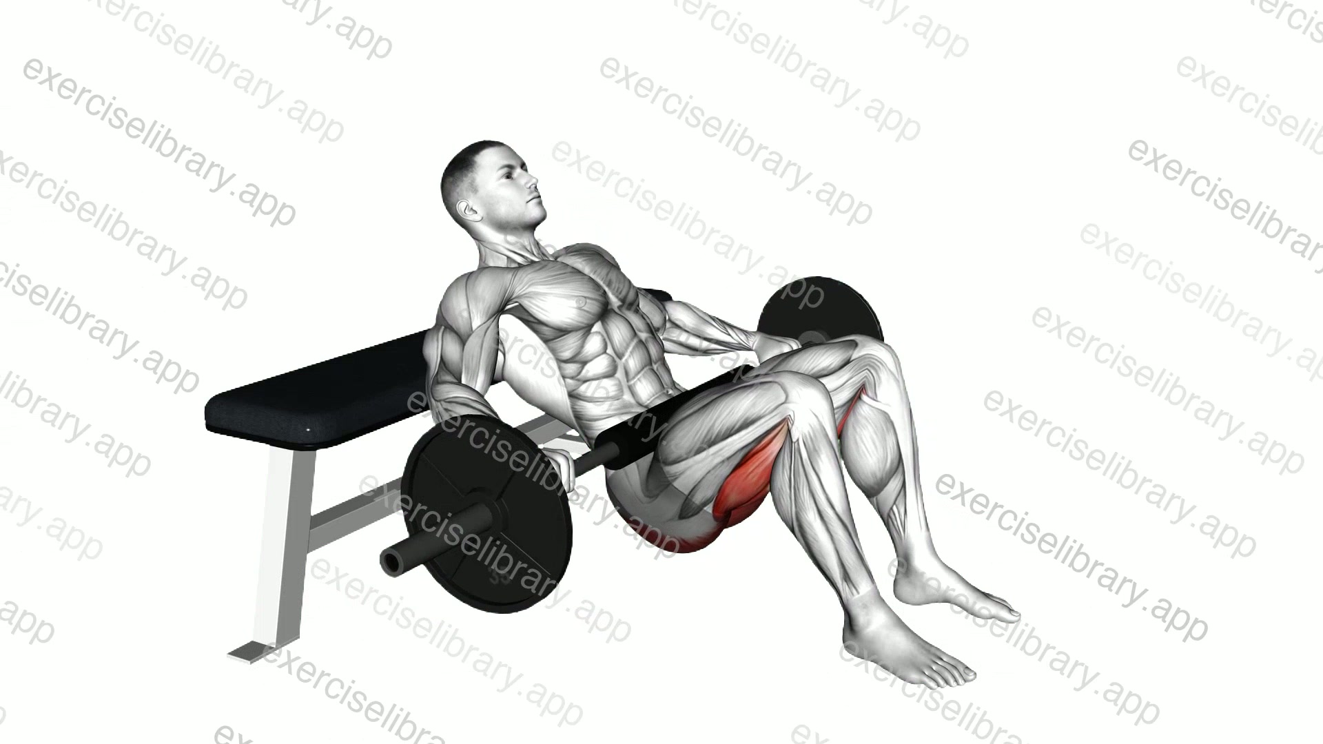 Barbell Hip Thrust demonstration