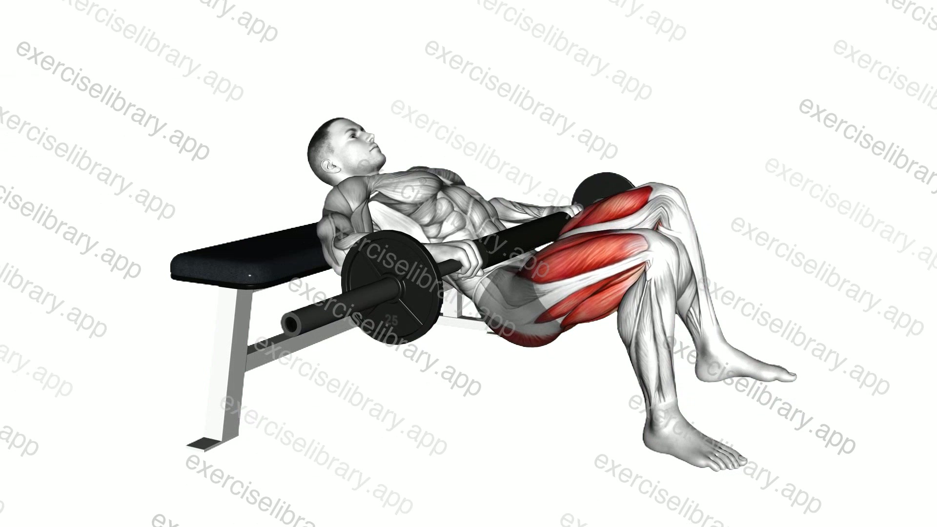 Barbell one leg hip thrust demonstration
