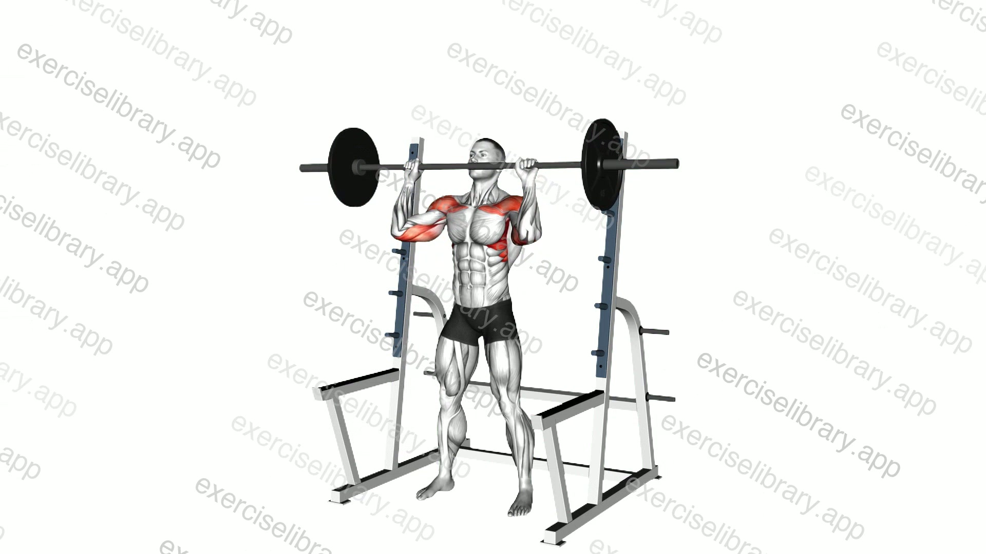 Barbell Standing Military Press demonstration