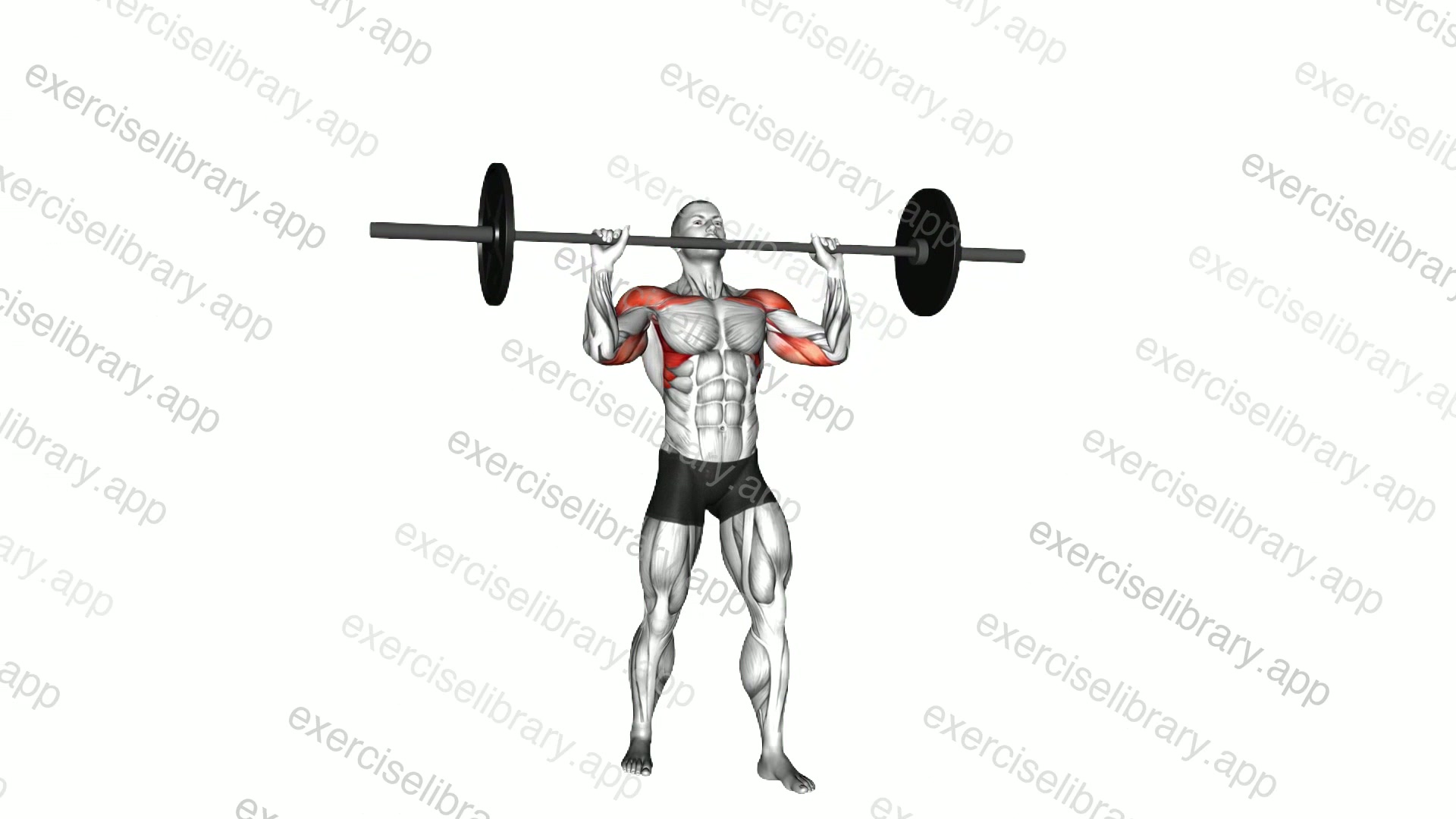 Barbell Standing Military Press demonstration