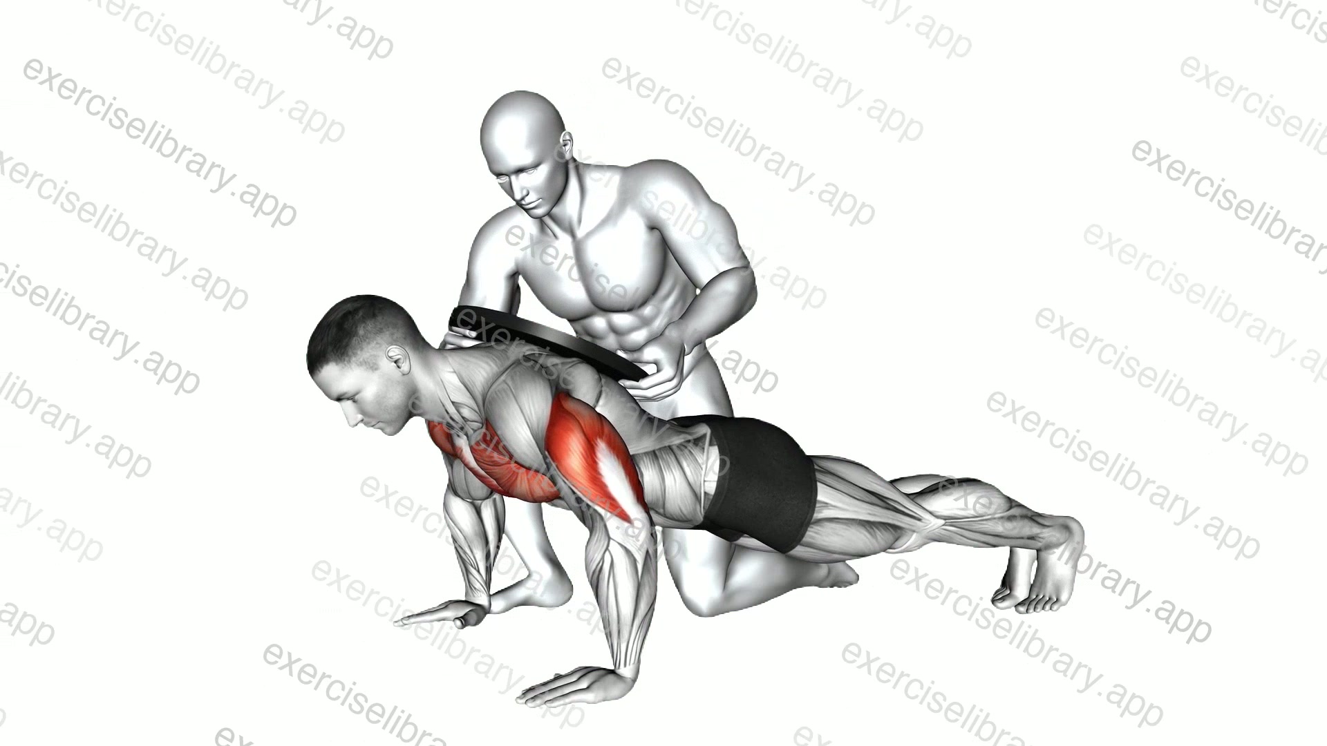Assisted Weighted Push-up demonstration