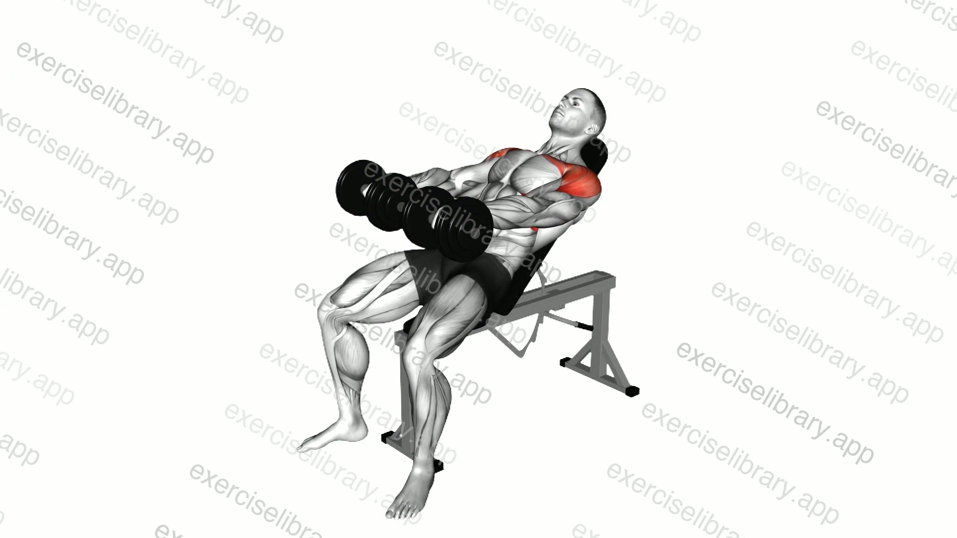 Dumbbell Incline Front Raise demonstration