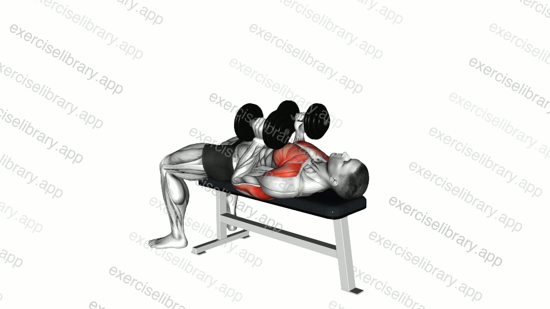 Dumbbell Lying Hammer Press demonstration