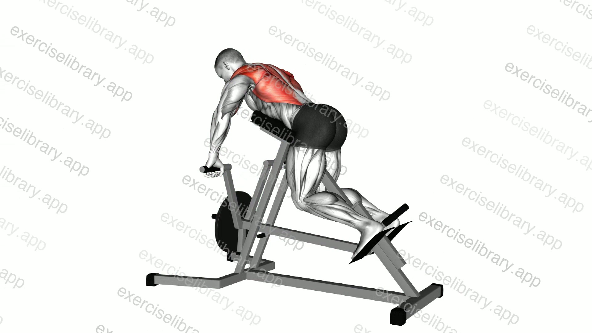 Lever Lying T-bar Row demonstration