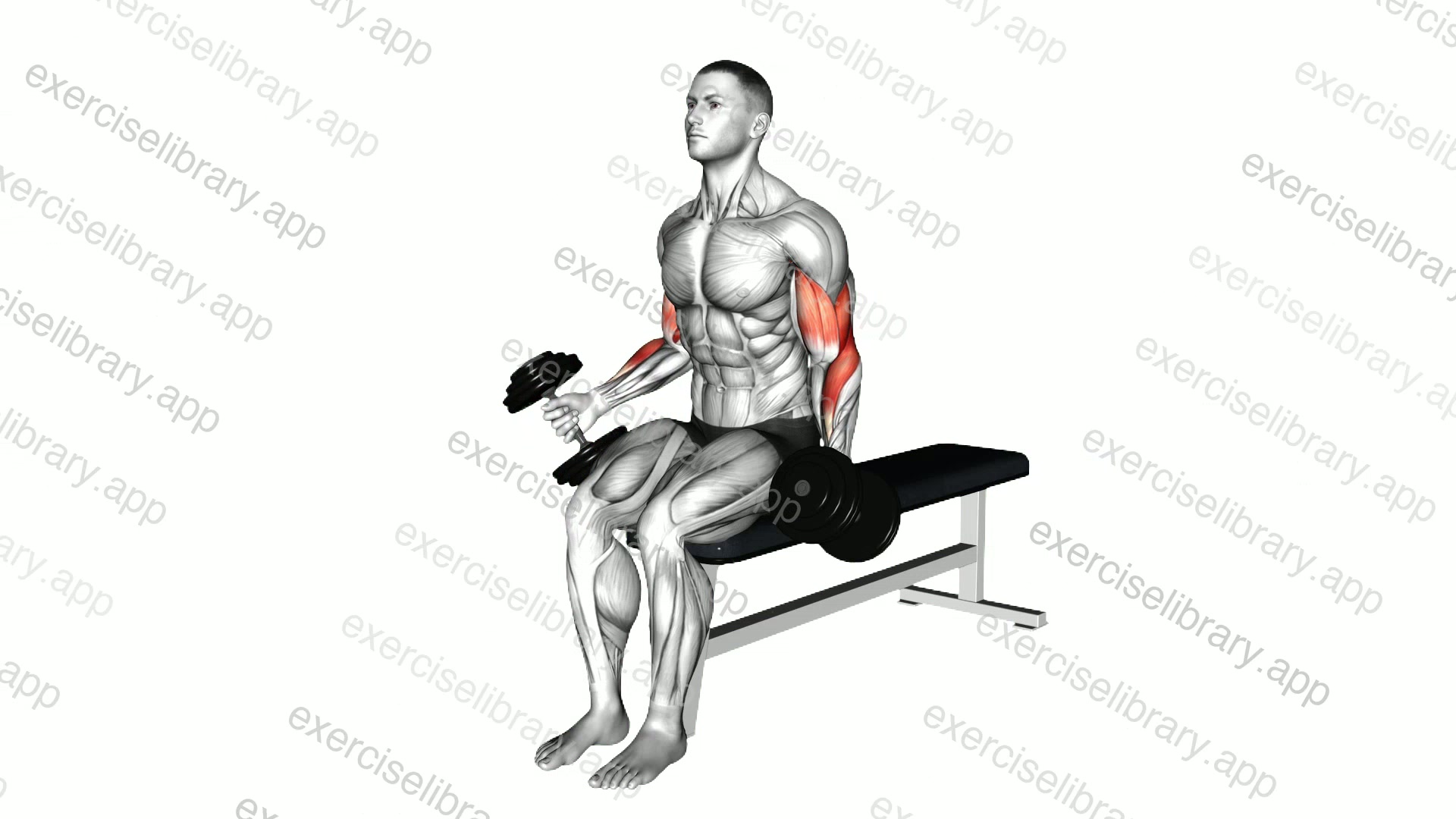 Dumbbell Alternate Biceps Curl demonstration