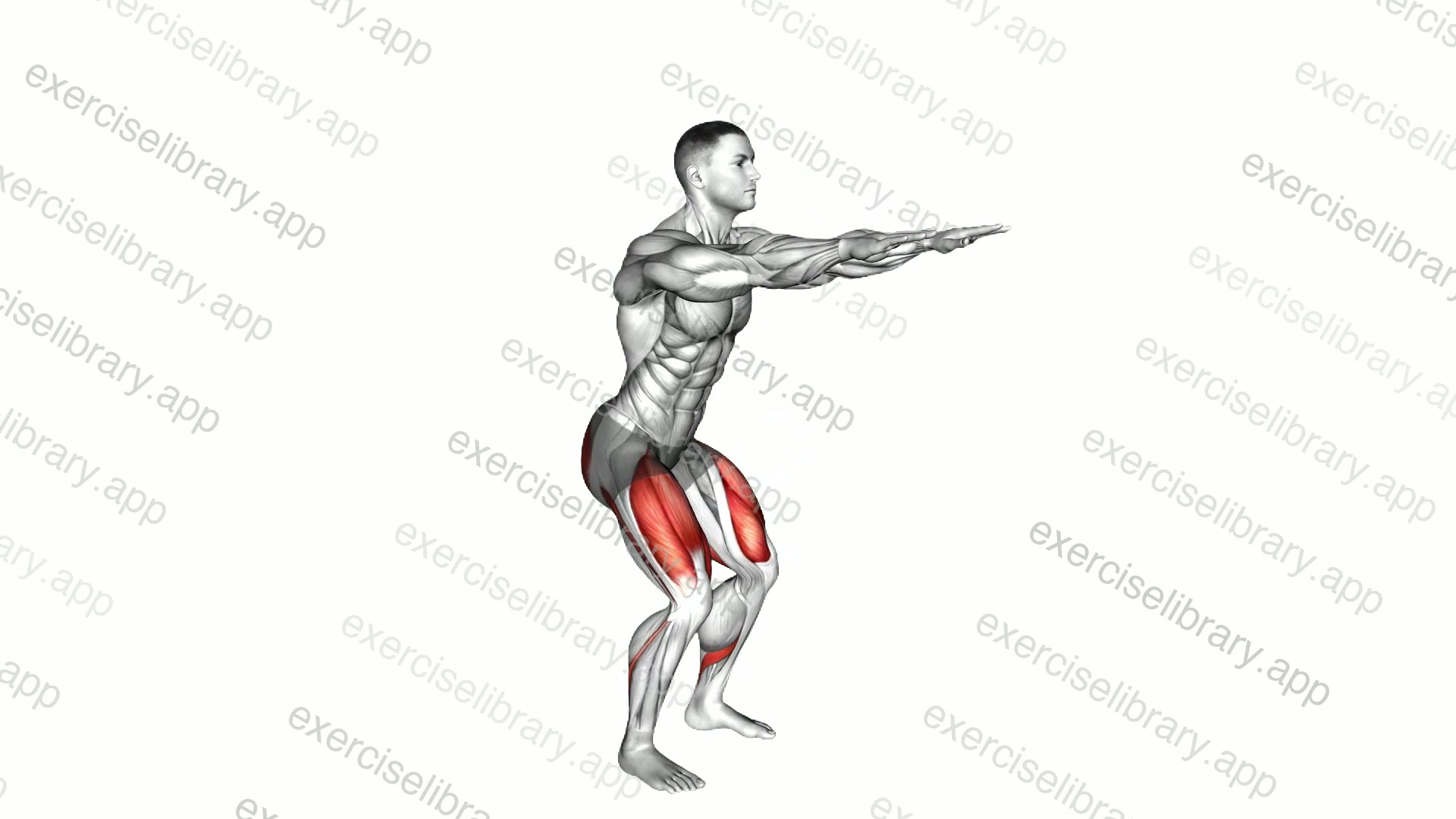 Bodyweight Squat demonstration