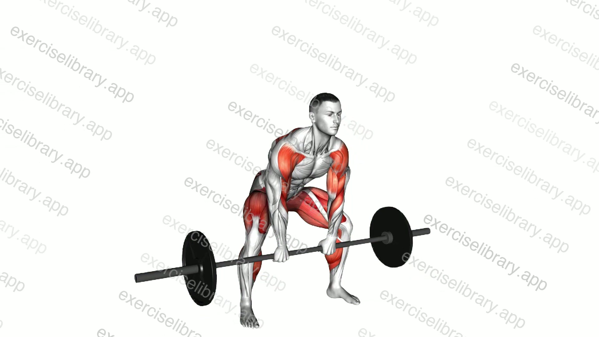 Sumo Deadlift High Pull demonstration