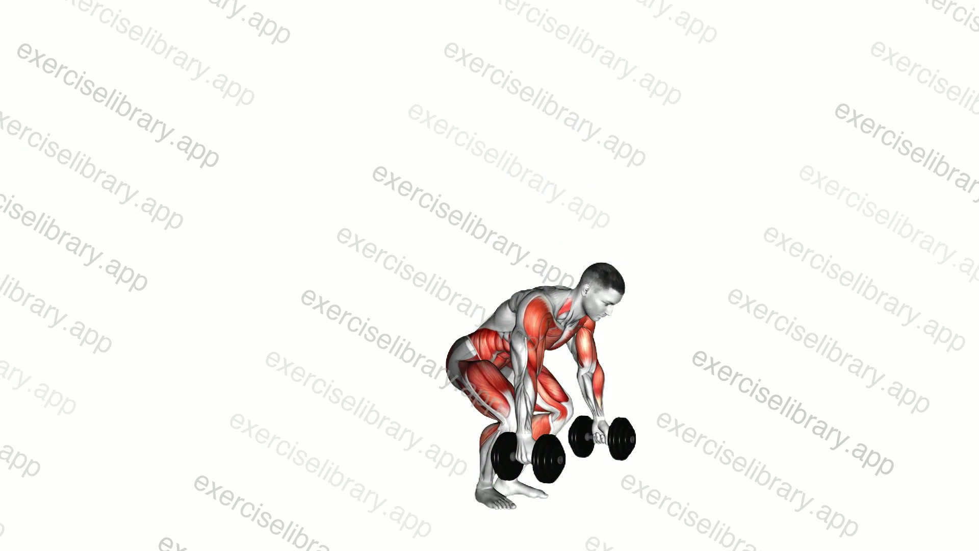 Dumbbell burpee demonstration