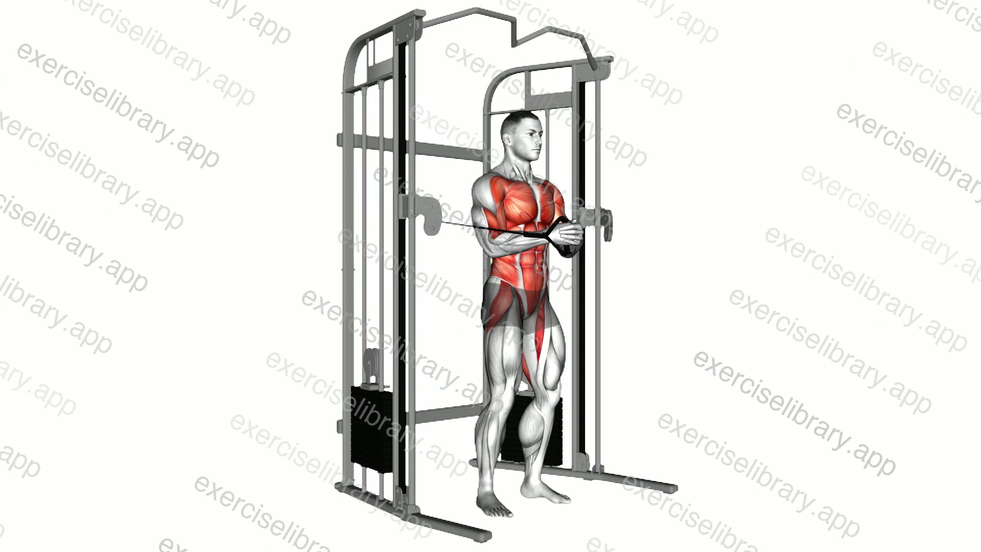 Cable horizontal Pallof Press demonstration