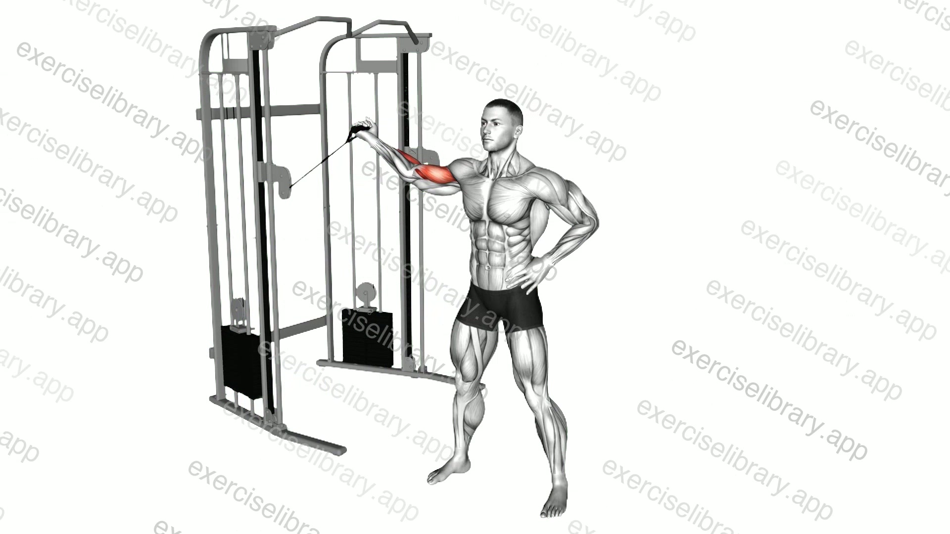 Cable One Arm Inner Biceps Curl demonstration
