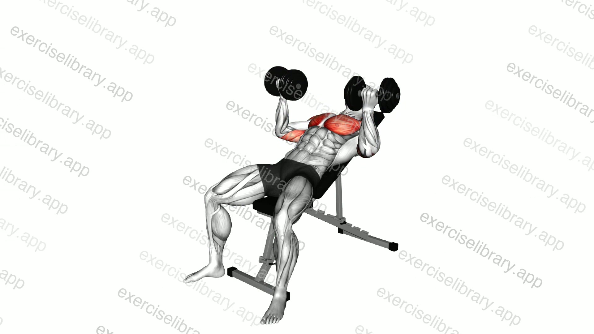 Dumbbell Incline Reverse Grip 30 Degrees Bench Press demonstration