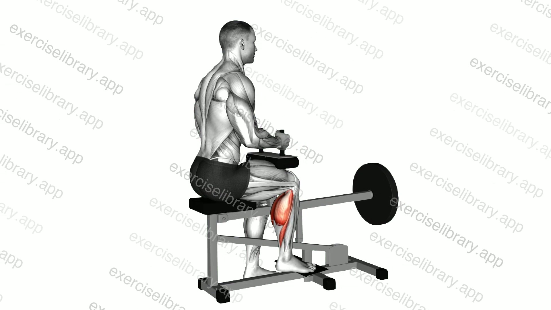 Lever Seated One Leg Calf Raise demonstration