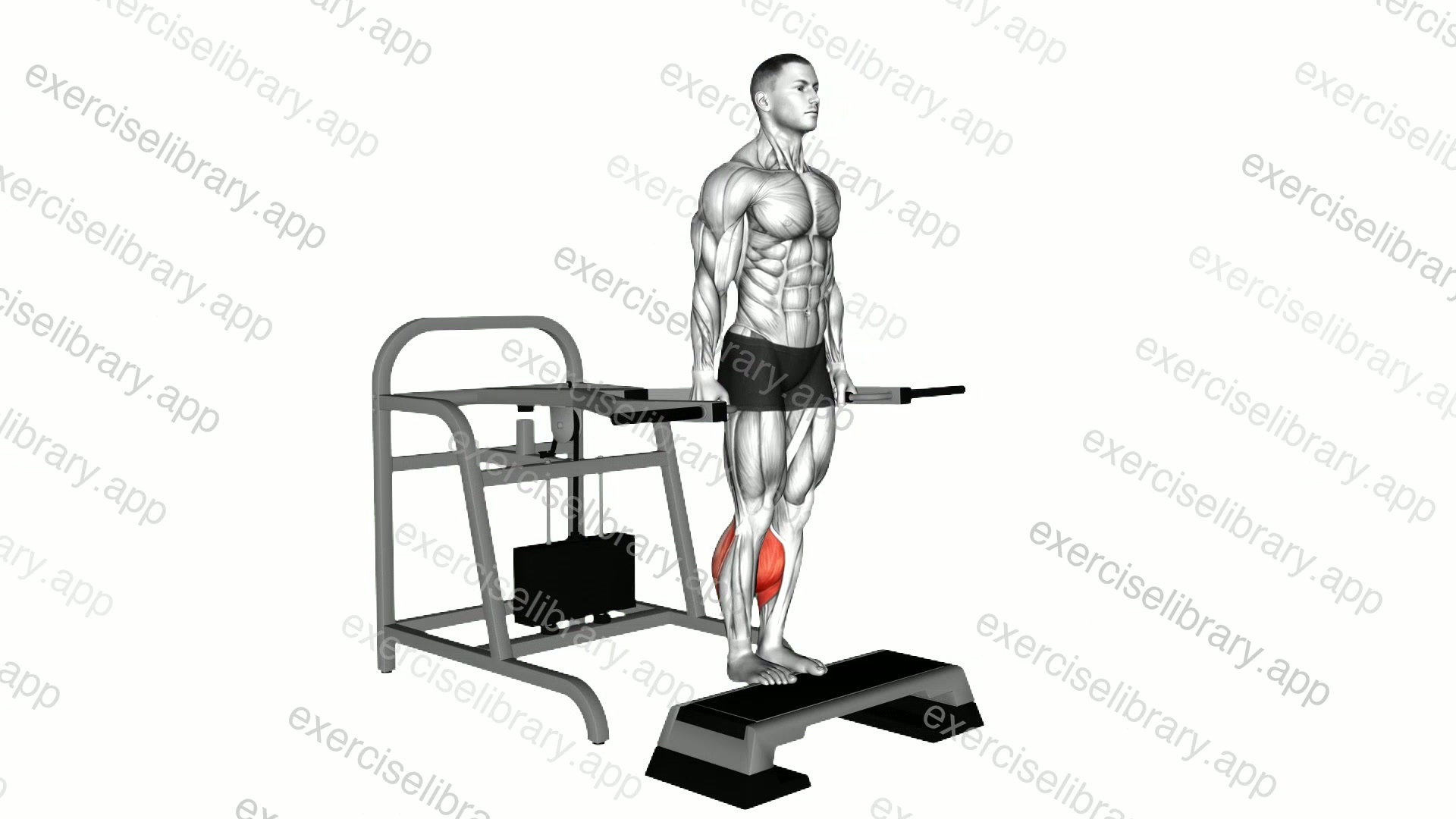Lever Calf Raise demonstration