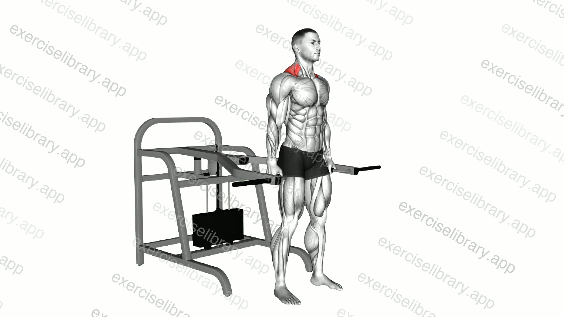 Lever Shrug demonstration