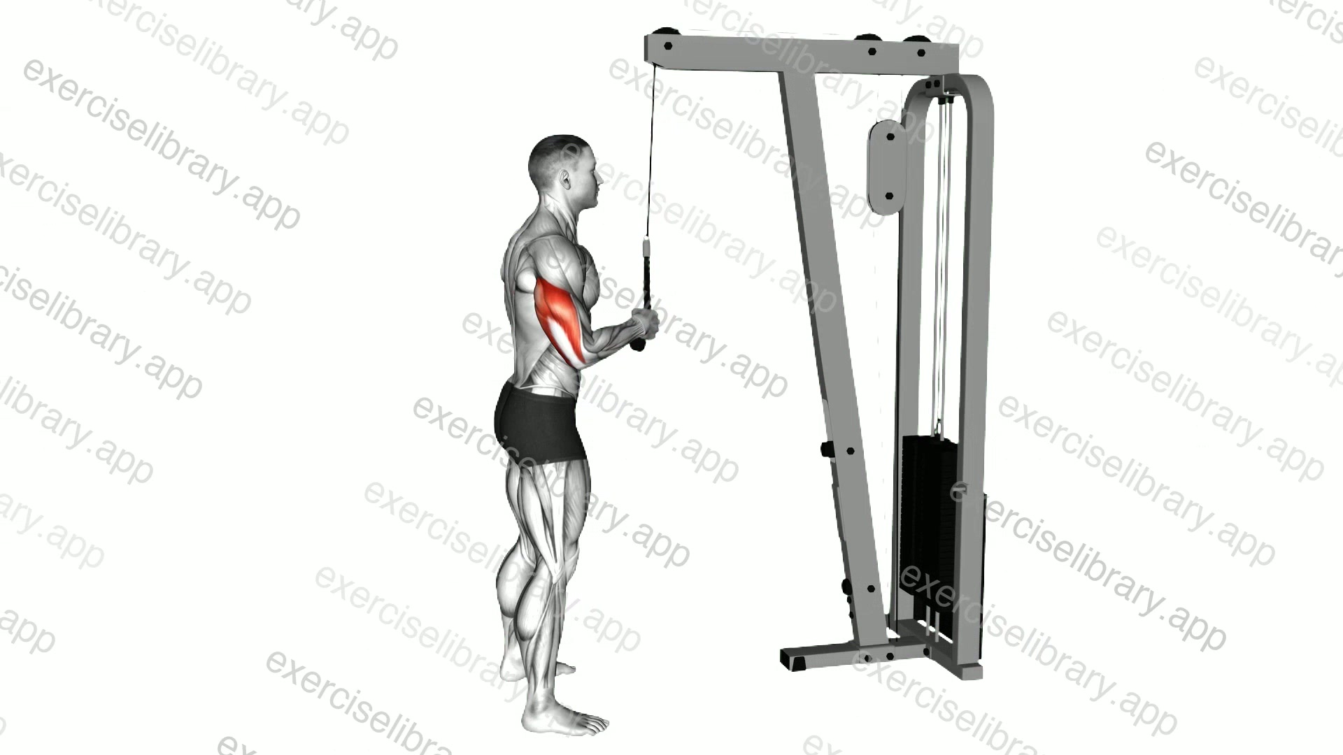 Cable Standing One Arm Triceps Pushdown demonstration