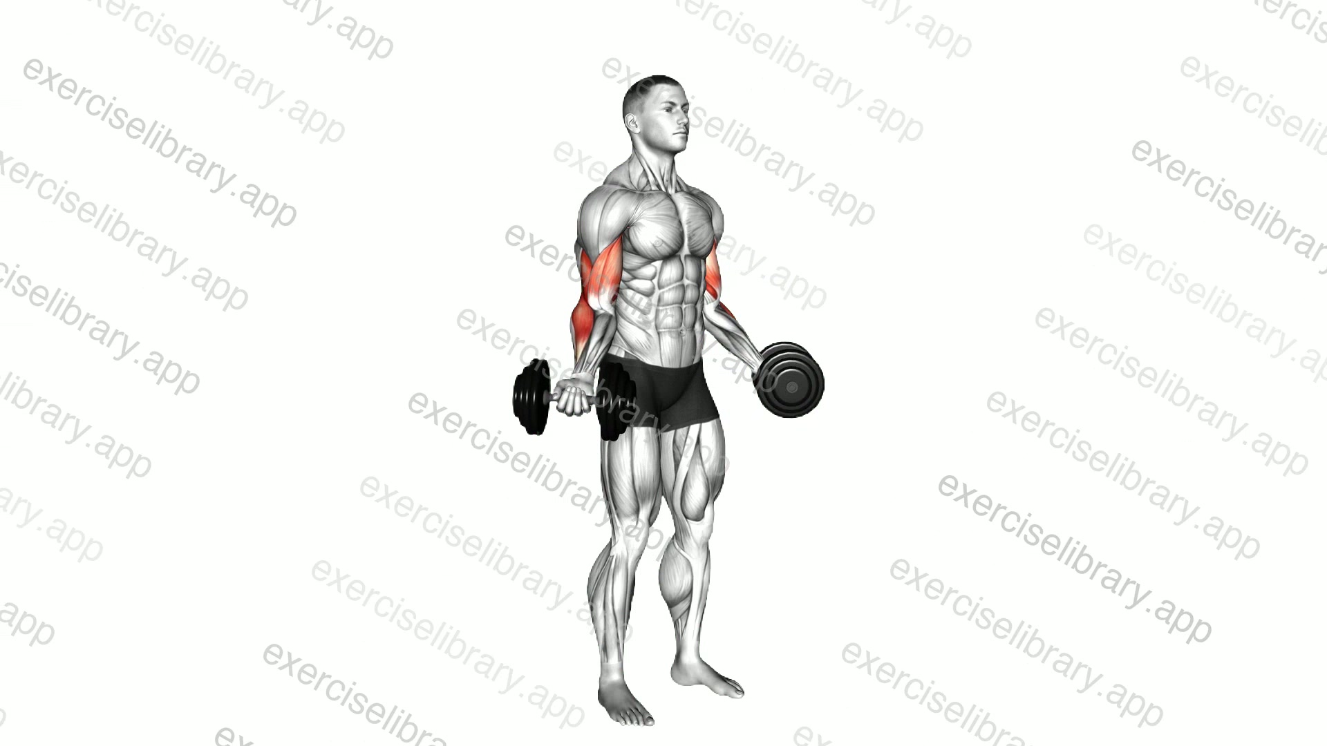 Dumbbell Standing Inner Biceps Curl demonstration