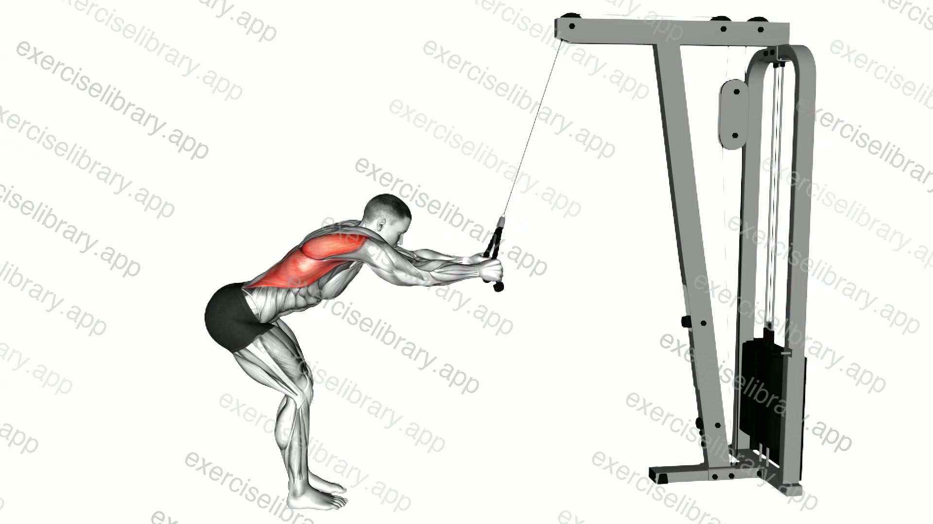 Cable Standing Lat Pushdown demonstration