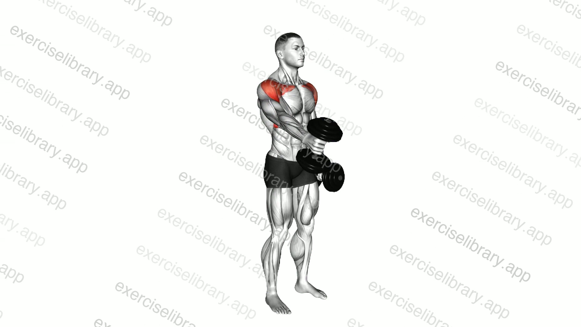 Dumbbell Standing Alternate Vertical Front Raises demonstration