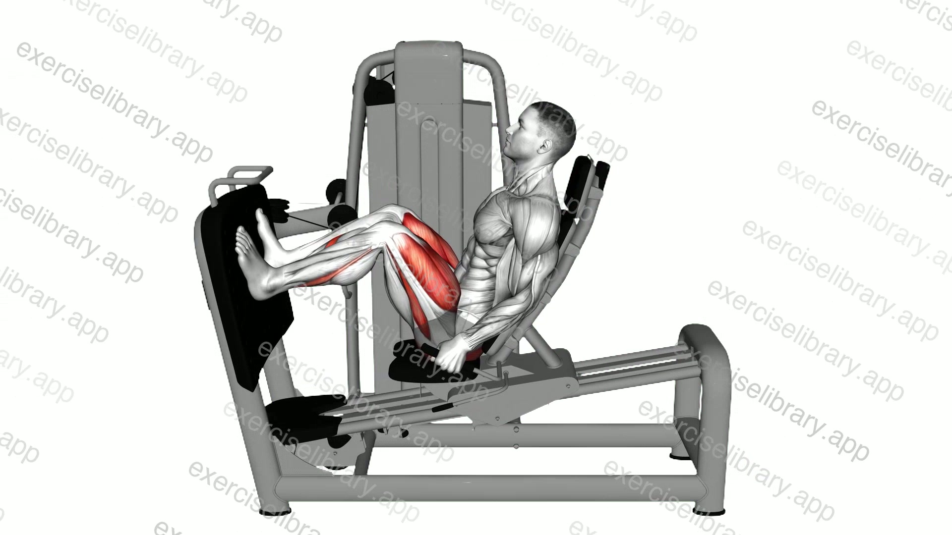 Lever Seated Squat demonstration